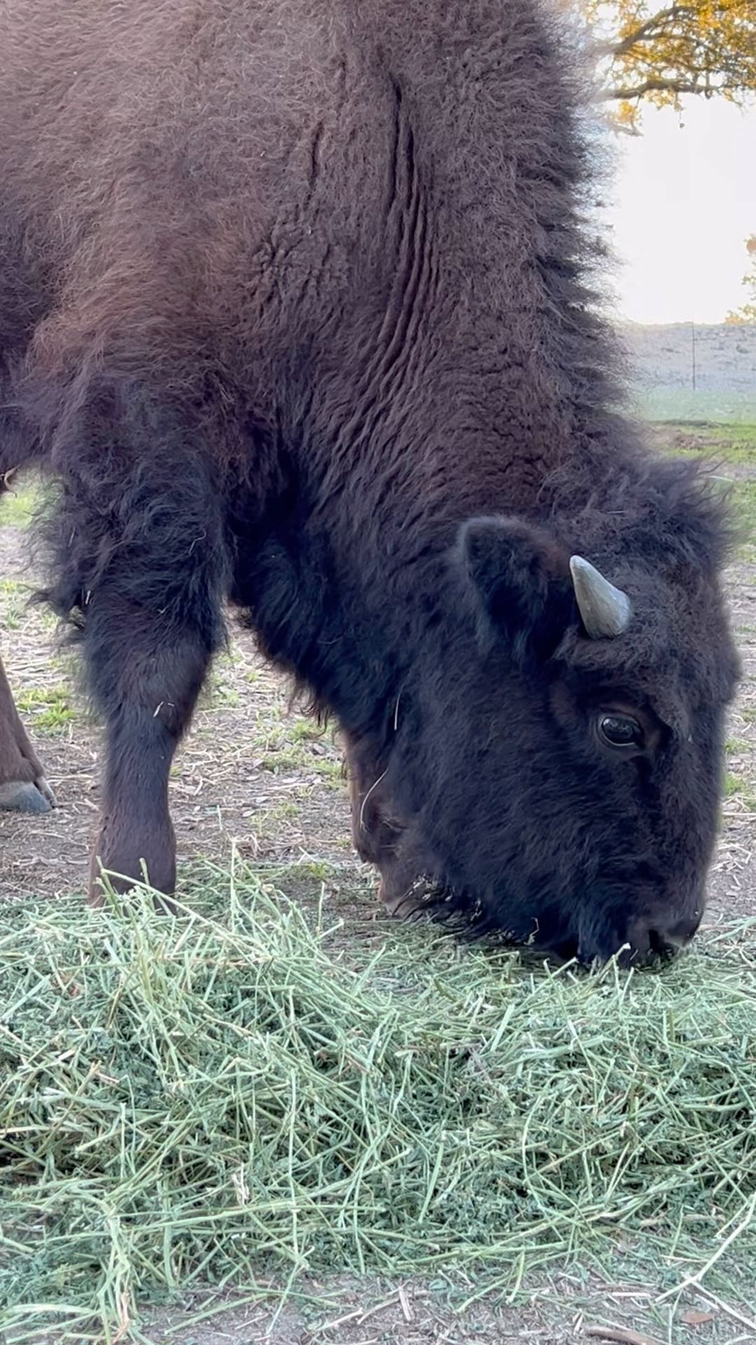 Life at Legacy Farmstead is all about second chances and new beginnings 🐴✨ Our rescue horses find purpose and peace here, helping first responders heal through connection and trust. The rest of our farm animals bring so much joy in their own ways. Every day is a step toward hope and healing—for animals and humans alike. 💕
#legacyfarmstead #healingwithhorses #firstrespondersupport #veteransupport