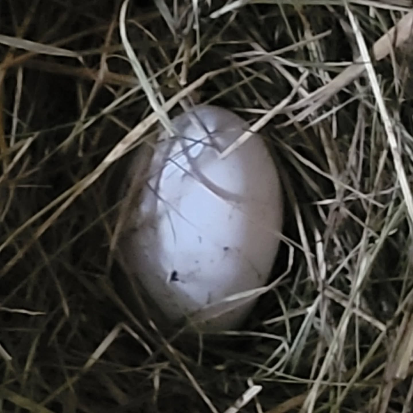 First goose egg of the year! It would be nice if they cam hatch some this year.
www.mysticmoonlightfarm.com
#mysticmoonlightfarm #eggs #gooselover #goose #geeseofinstagram #geese #gooseeggs #goslings #hatchingeggs