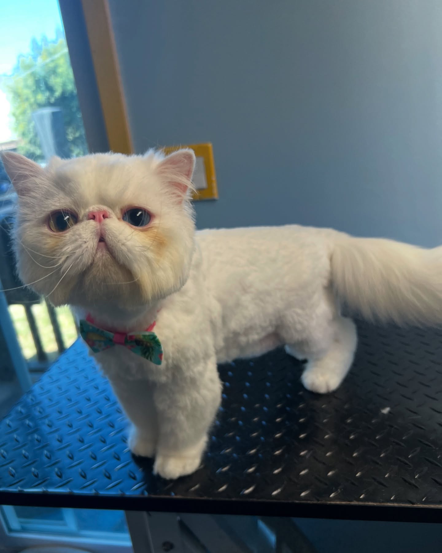 Moose’s combcut ❤️
#persian #catgrooming #teddybearcut