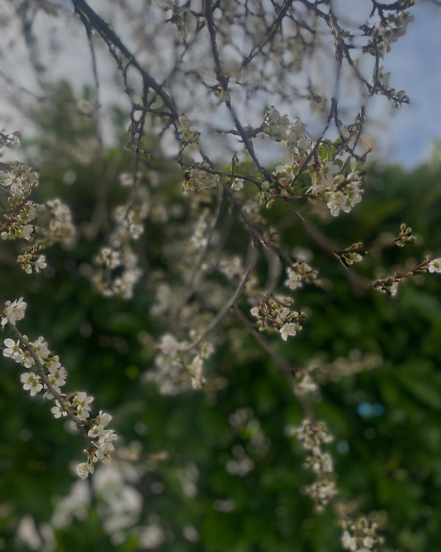 Signs of Spring 🌸