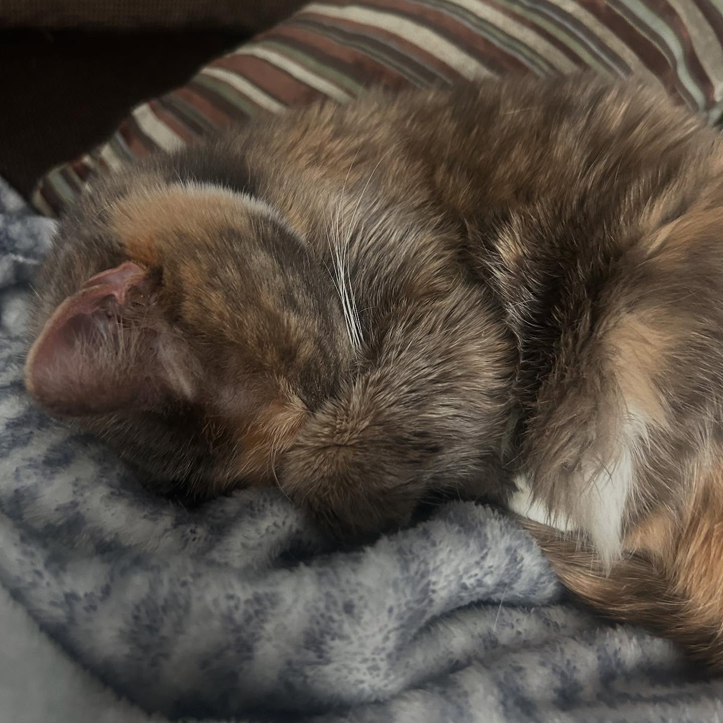 Calico, greenery, silly puppies, snow globe like mornings, crystals and pearls, Maine Coon, nature walks, blueberries for breakfast, mini lion, Maine coast