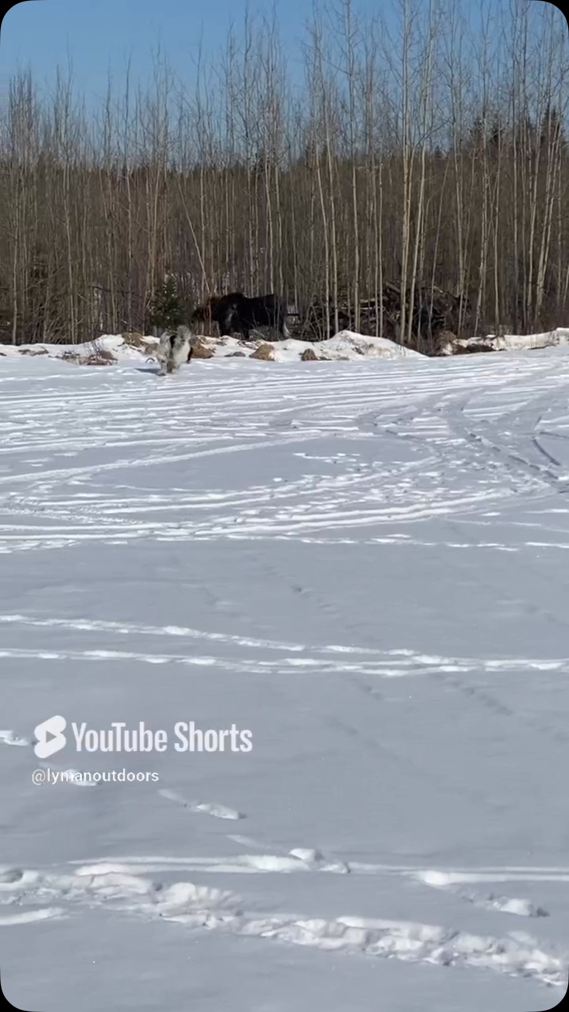 Dog didn’t want moose to leave. #moose #dogs