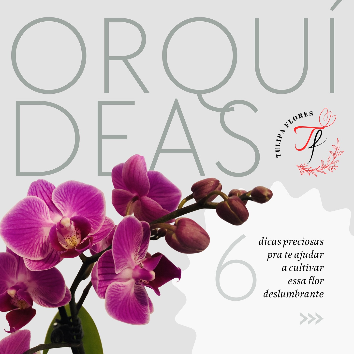 Você sabe quais os principais cuidados para manter sua orquídea?
Vem cá que a gente conta!
• Evitar contato direto com o sol
• Regar frequentemente de 2 em 2 dias
• Manter em ambiente úmido e sem vento
• Fertilizar moderadamente
• Evitar locais com pragas e doenças de plantas
• Podar cuidadosamente
Gostou? Nos siga para mais dicas.
#orquideas #floresnaturais #presenteespecial #cuidadoscomorquídeas #explorepage #plantas