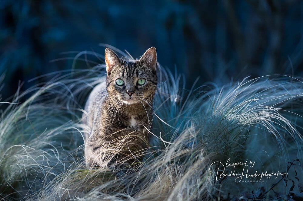 #cats #cats_of_instagram #kat #kattenvaninstagram #kattenleven #kattenvannederland #mara #Fransje #inspiredbybandhuhondenfotografie #kattenfotograaf #catlover #cats_of_world #catslovers #lovingcats #kattenliefde