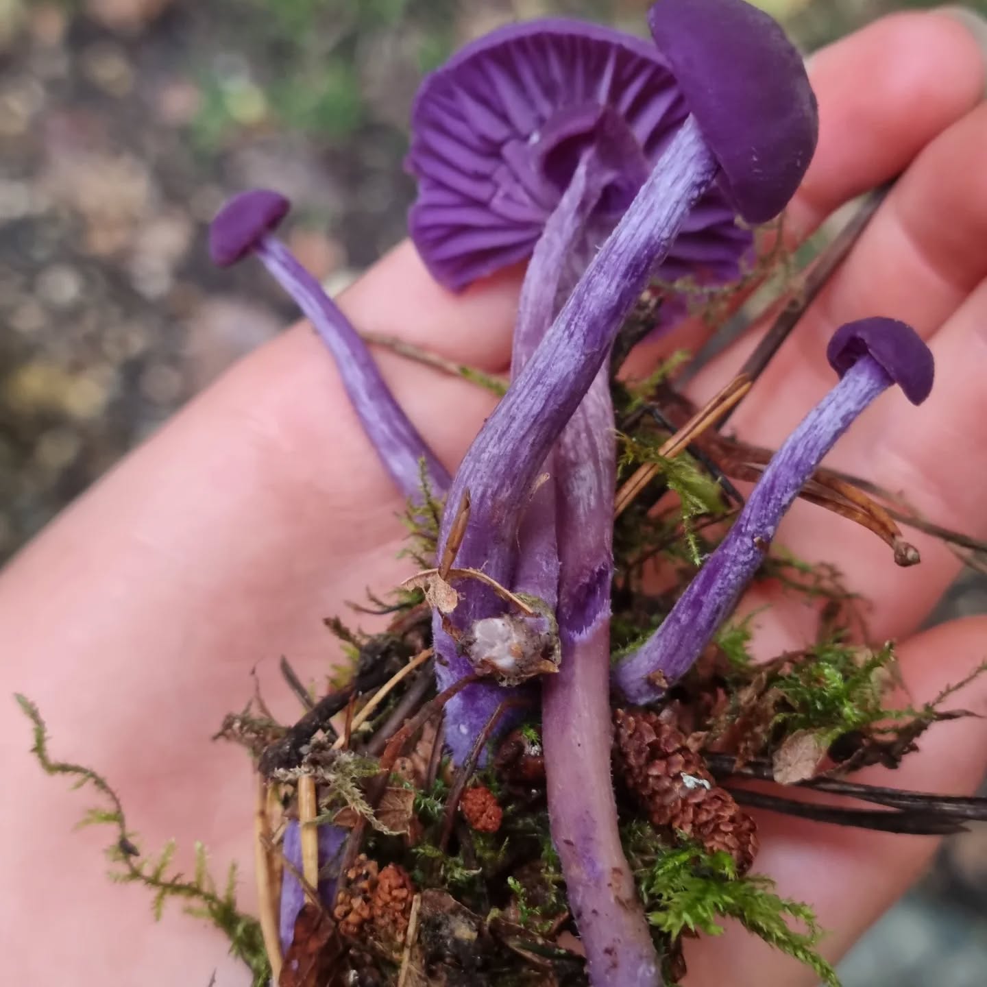 One of my top 5 edible mushrooms. Lucky to have a lot of these in our area during the autumn. Amethists Deceiver. Beauties.