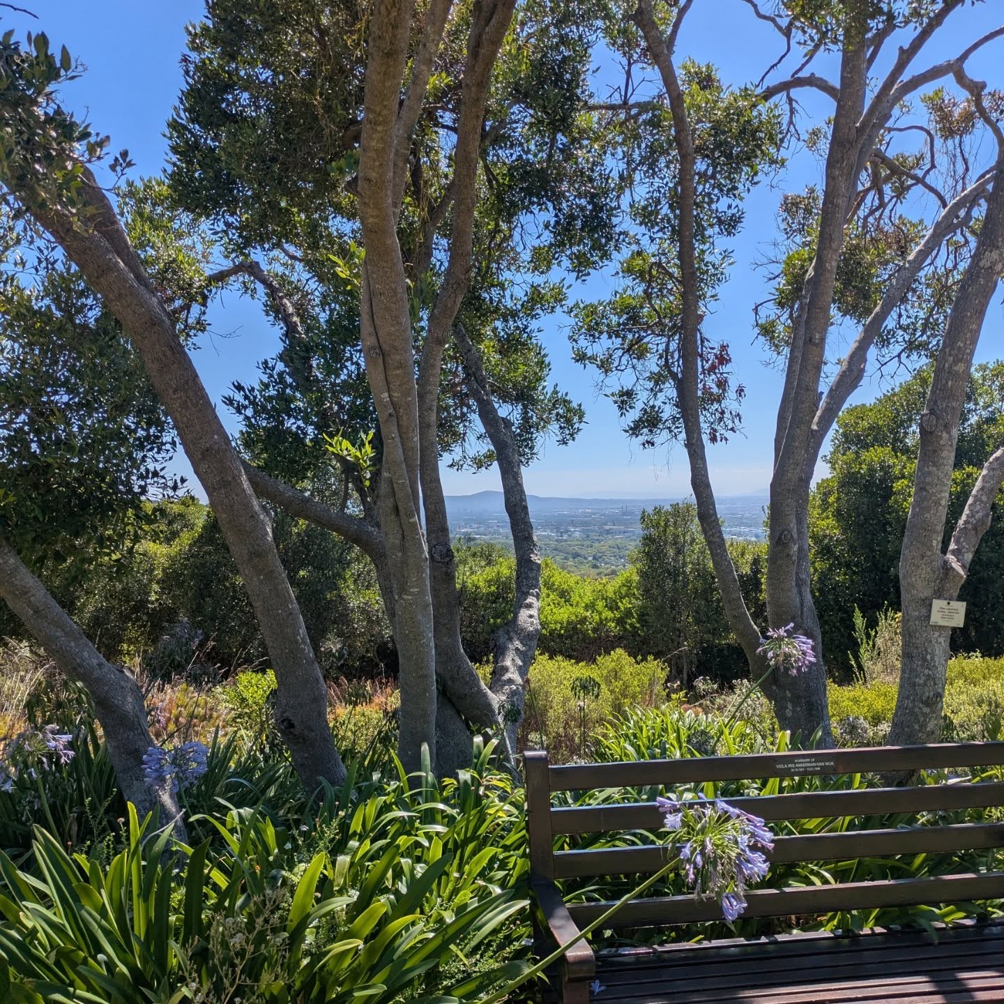Some of my favourite planty moments from 10 days of summer in South Africa last month - Kirstenbosch gardens, fynbos flowers, Babylonstoren gardens and the quiet order of vineyards