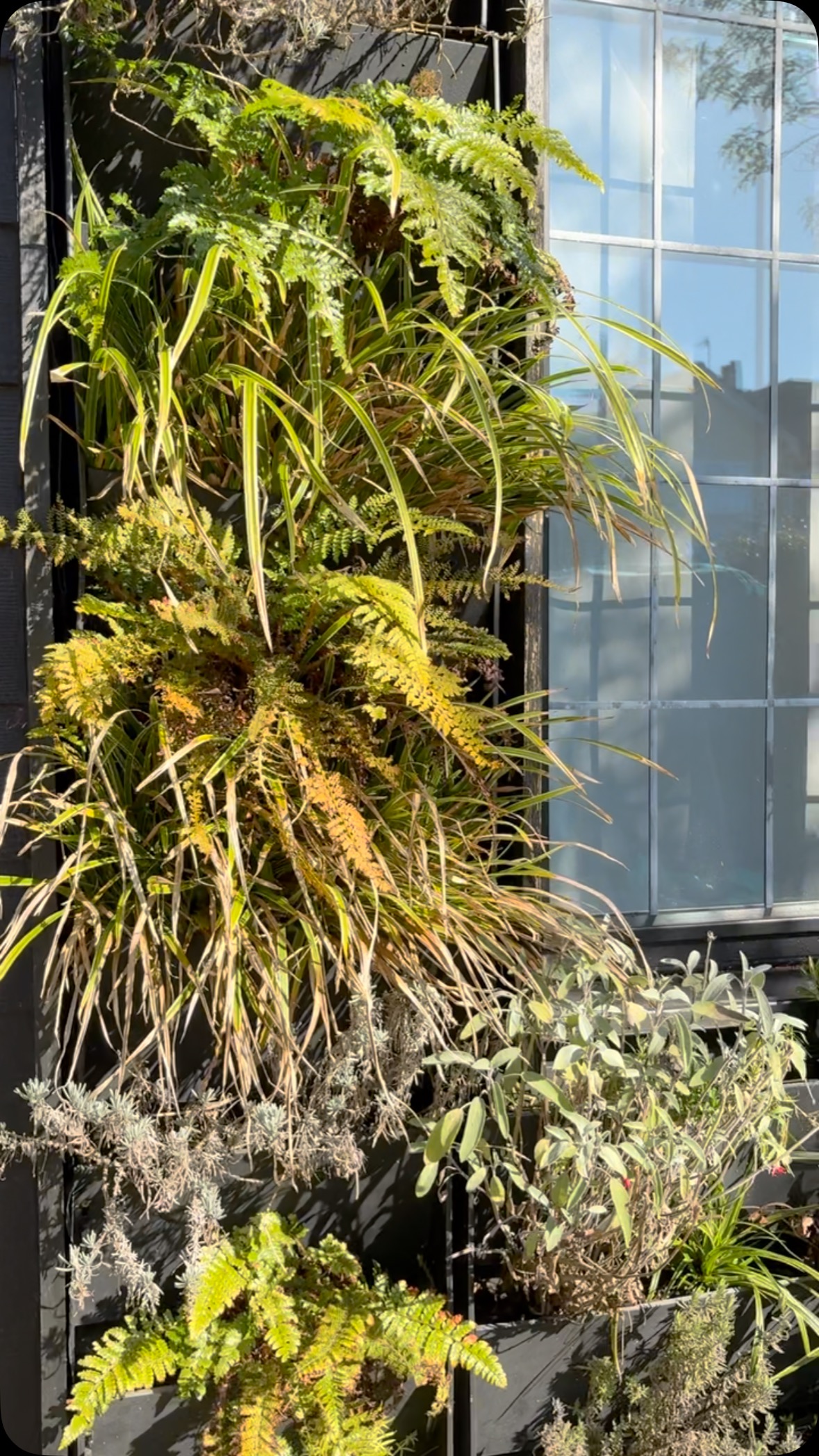 Gorgeous living wall on my #physiotherapy & #pilates studio soaking up the sun ☀️
Not long until it’s complete🤩 watch this space….