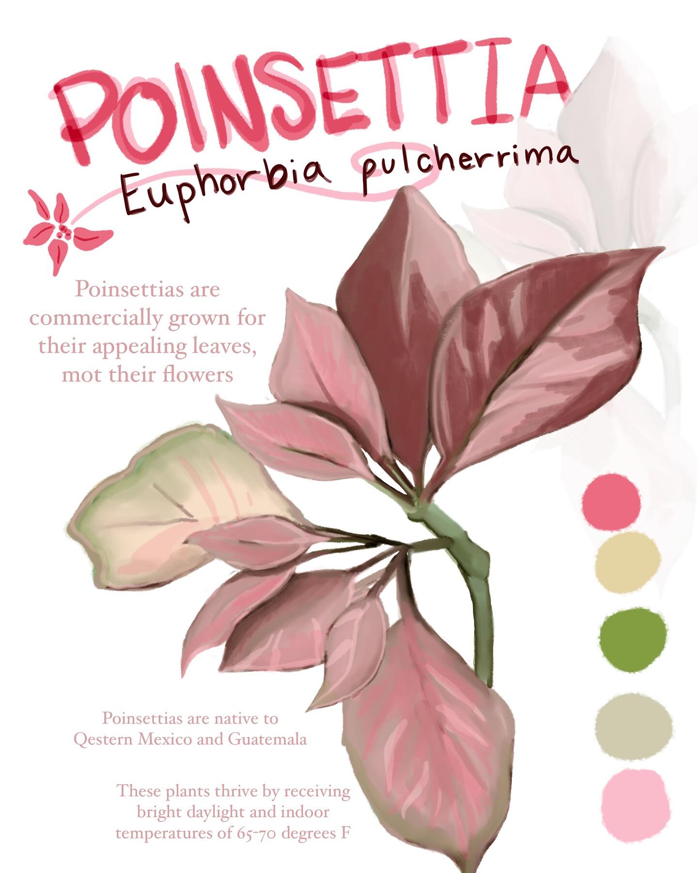 more botanical illustration sketchbook study assignments