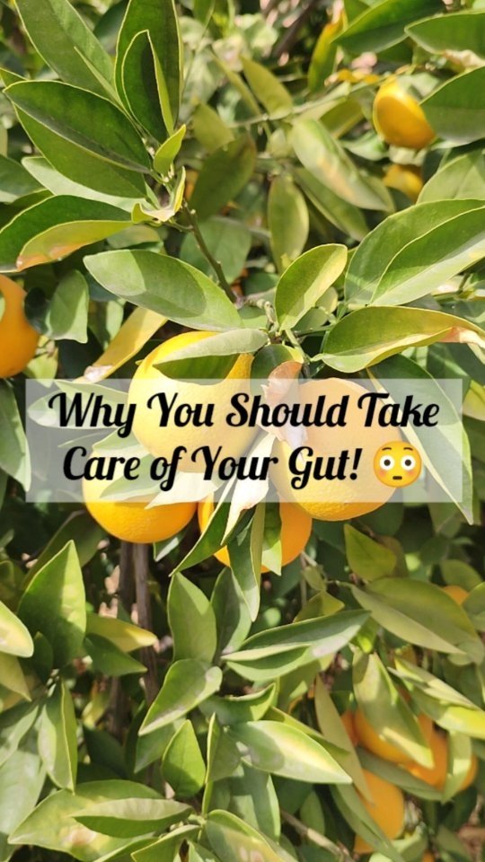 We all know that a healthy guy is important, but did you know THIS? 👇
The gut-brain connection is incredibly strong, meaning that brain health can be greatly improved by cleansing the gut regularly! 🧠
The nervous system is also highly active in the gut, so when we're stressed, our gut will experience issues that will affect our digestion and overall health. ⚡
💡 So what can you do to REBOOT your gut health in a way that truly makes a difference?
Here are my true and tried techniques:
🍇 Invest in a natural parasite cleanse! This is the most overlooked gut health protocol but one that is the most important. Most people have parasites that live symbiotically in their bodies and help clean it (just like good bacteria). But, if we are very acidic, we will probably have an infestation, and this needs to be brought back into balance with a cleanse and by making the body more alkaline.
🍇 Stay away from sugar, dairy, heavy meats, non-sprouted grains (especially wheat), fried foods, and complex meals.
🍇 Have fruit first thing in the morning. It will help you stay regular and clean the gut from the night of rest and regeneration.
🍇 Consume more raw, alkaline foods!
🍇 Incorporate herbs like marshmallow root, slippery elm bark, and fennel daily.
🍇 Stop eating four hours before going to bed and practice regular intermittent fasting.
🍇 Eat less protein! We need very little protein to stay healthy, and high protein diets weaken the gut and the kidneys. And yes, fruits and veggies have protein!
When you detox, your whole body benefits - including your gut! Your body simply needs to get rid of stagnant waste and get the energy it needs to regenerate (self-heal).
👇👇👇
✅✅✅ If you'd like to learn how to detox your body and have a healthier gut, kidneys, liver, pancreas, heart, brain, skin, endocrine, nervous, and immune systems, I have just the solution in a form of an affordable, self-paced PDF program. If you are interested to learn about a solution that has been life-changing for my clients, DM me with the word "DETOX," and start healing your body today!
.
.
.
.
.
.
#guthealth #gutmicrobiome #guthealthy #gutfriendly #gut #healingnaturally #healthtips