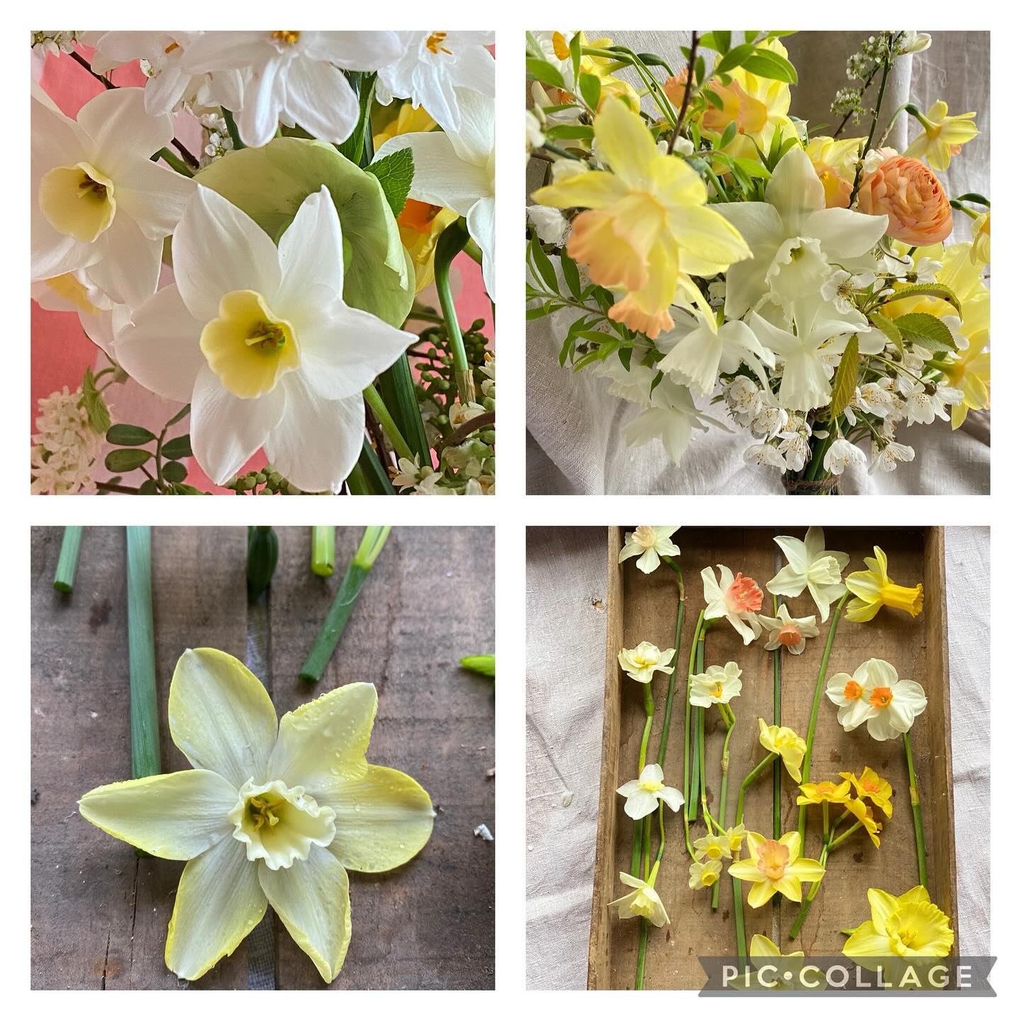 After months of dreich Iām feeling in need of some yellow in my life, so hereās to the spring sunshine flower.. š”šš #didntusedtolikeyellow #stdavids #springsoon #floweroftheseason #sunshine #bananasandcustard