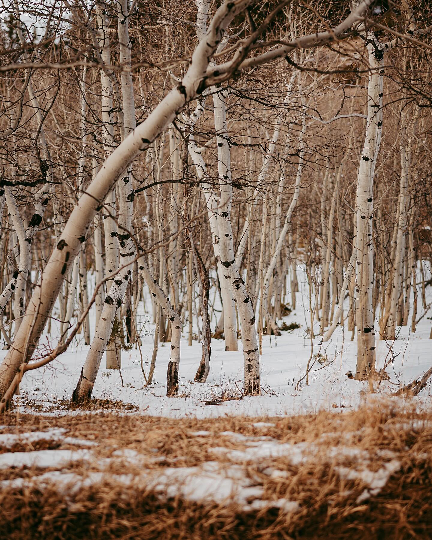 It’s the beauty in the little things for me ✨Scenes from CO winter ❄️
.
.
.
#coloradowedding #bouldercolorado #coloradoelopementphotographer #coloradoelopement #boulderelopement #coloradoportraitphotographer #rockymountainweddingphotographer #empowermentphotography #estesparkweddingphotographer #destinationweddingphotographer #rockymountainwedding #rockymountainelopement #coloradophotographer #coloradoengagementphotographer #denverphotographer #denverportraitphotographer #boulderelopementphotographer #coloradoportraitphotographer #boulderweddingphotographer #denverweddingphotographer #boulderphotographer #longmontphotographer #rockymountainnationalpark #denverengagementphotographer #boulderportraitphotographer #coloradoweddingphotographer