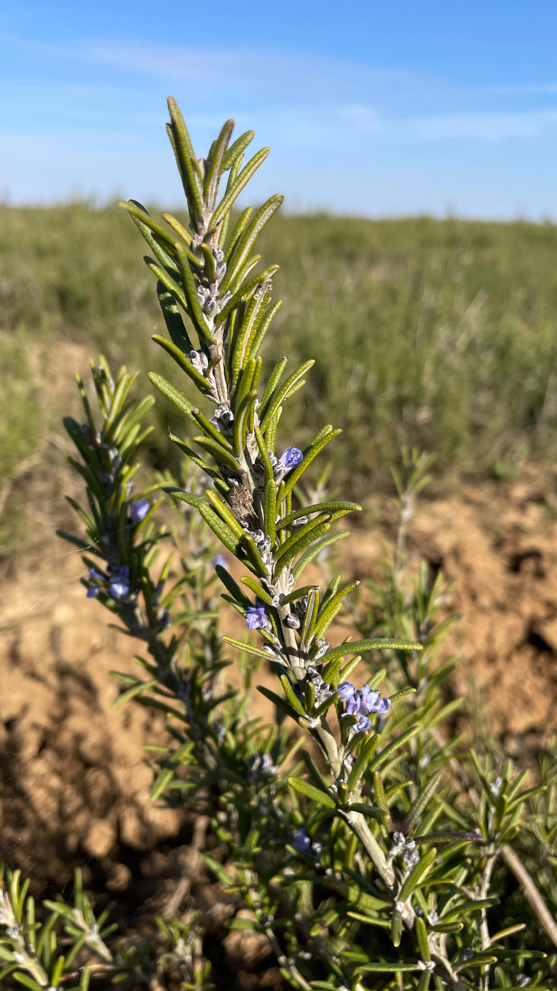 🎥 Tour de plaine en Beauce 🌱
L’hiver touche à sa fin, il est temps de faire le point sur nos plantations ! 🌿✨
Avec les équipes agronomes de PMA28, nous avons parcouru nos cultures pour observer leur évolution après les mois froids. Résultat ? Des surprises, des enseignements et surtout… une nature qui reprend ses droits ! 🌍💚
📍 Quels sont les impacts de l’hiver ?
🔎 Quelles observations sur nos plantations ?
🌱 Quelles actions pour la suite ?
Restez connectés pour suivre l’évolution de nos cultures et nos prochaines étapes vers une agriculture plus durable ! 🚜🌾
#PlantezFruits #TourDePlaine #PMA28 #AgricultureDurable #NatureReprendSesDroits #GreenFarming