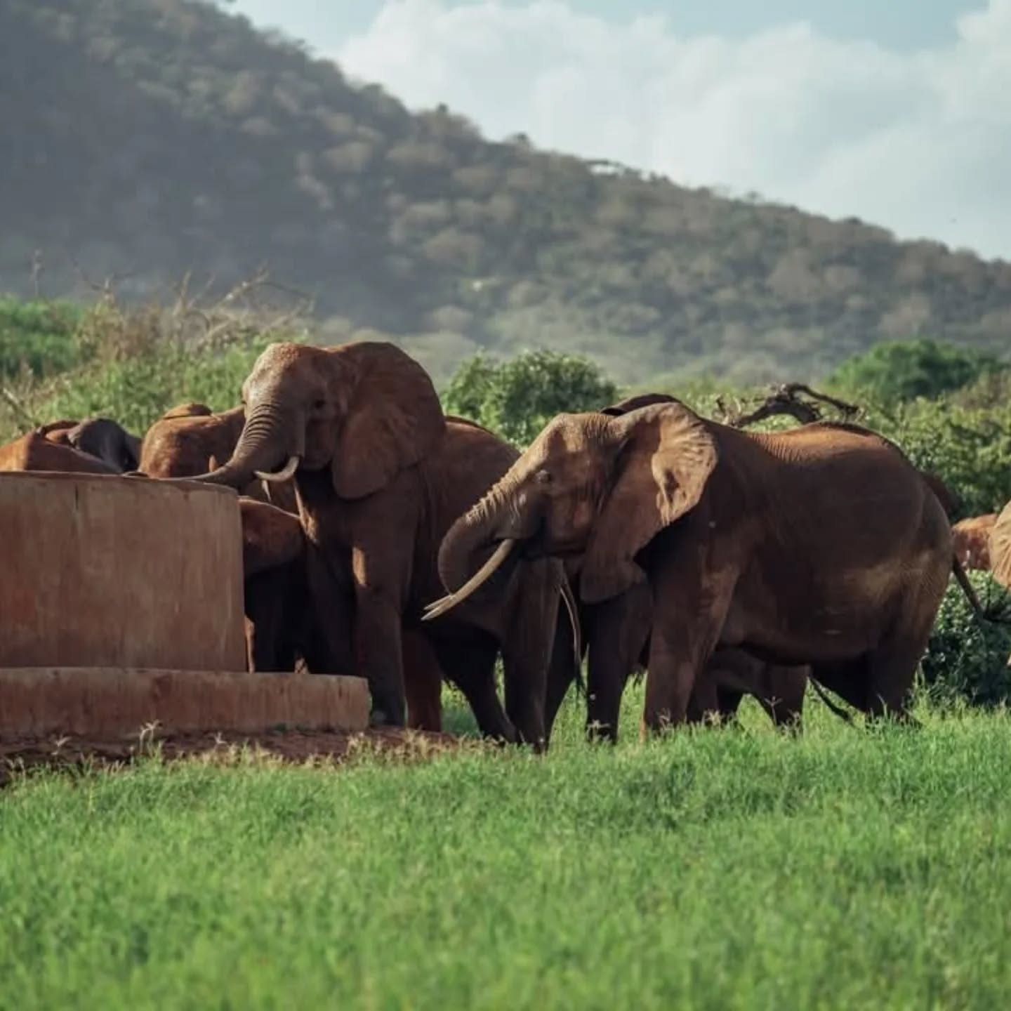 Happy World Wildlife Day from the Elephant Protection Trust!
#WWD2025 #protectwildlife #saynotopoaching #elephantprotectiontrust