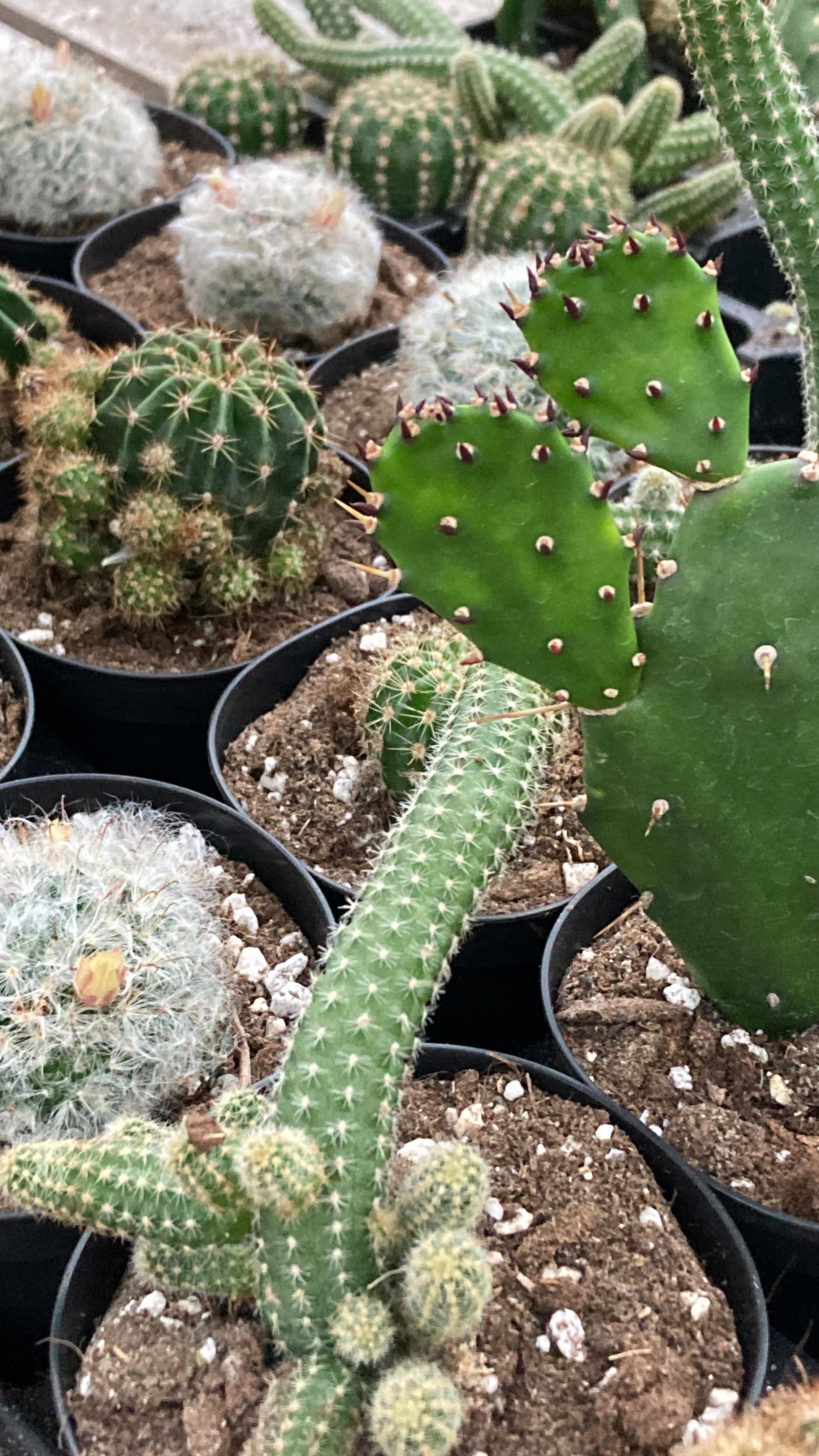 Best tip I’ve received when working with cacti is to use tongs. Game changer for sure. Today was up potting day…moving these cuties from the flat they were grown in to pots that are more retail ready. What’s a plant care tip that has been a game changer for you?
#succulents #roundtreefarmgreenhouse #cactus #plantcaretips
