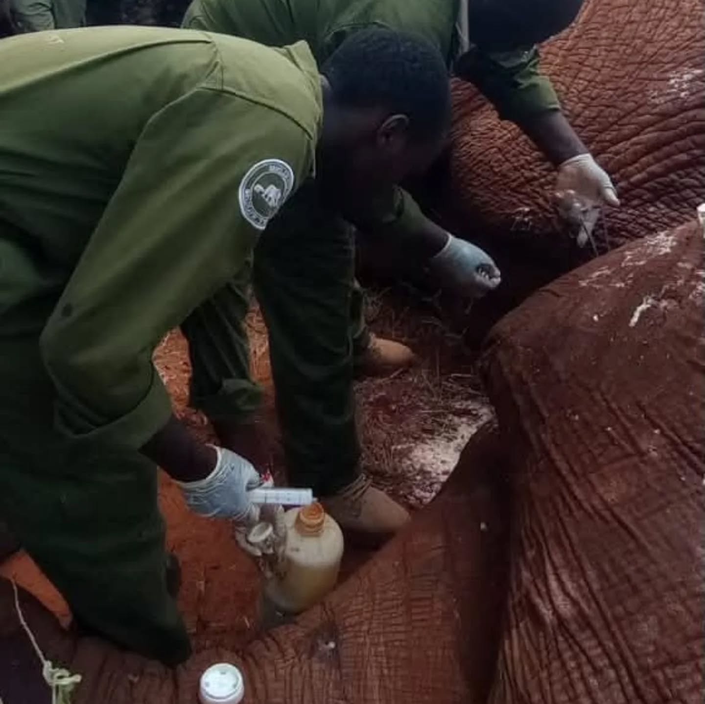 Two weeks ago, the Kasigau Corridor REDD+ team in collaboration with @sheldricktrust and @kenyawildlifeservice successfully treated a bull elephant suffering from a leg injury, likely sustained during a confrontation with another bull.
This was after the team received reports of an injured elephant in Choke Ranch, part of the project area. After extensive searching, the bull was located with an injury which had caused significant swelling and was affecting the elephant’s mobility.
The team was then able to sedate the elephant, clean the wound, and apply treatment, after which the elephant was released into the wild.
This successful treatment underscores the importance of rapid response and collaboration between the Kasigau Corridor REDD+ Project team, @kenyawildlifeservice and @sheldricktrust . Our appreciation goes to everyone involved.
#elephantprotectiontrust #protectelephants #conservationworks #magni #kasigau
