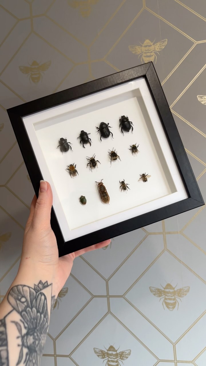 These bugs have been collected over time by and a customer who wanted to display them together eventually. This was the concept we came up with. Simple display to be able to appreciate each and every one.
#entomologyart #bugs #taxidermyart #insects #naturalhistory #nature #vultureculture #homedecor #taxidermy #smallbusiness #entomology #natureart #vulturecultureart #insect #deadthings #framedart #entomologyforsale #framedbutterfly #butterflyframe #petcommission