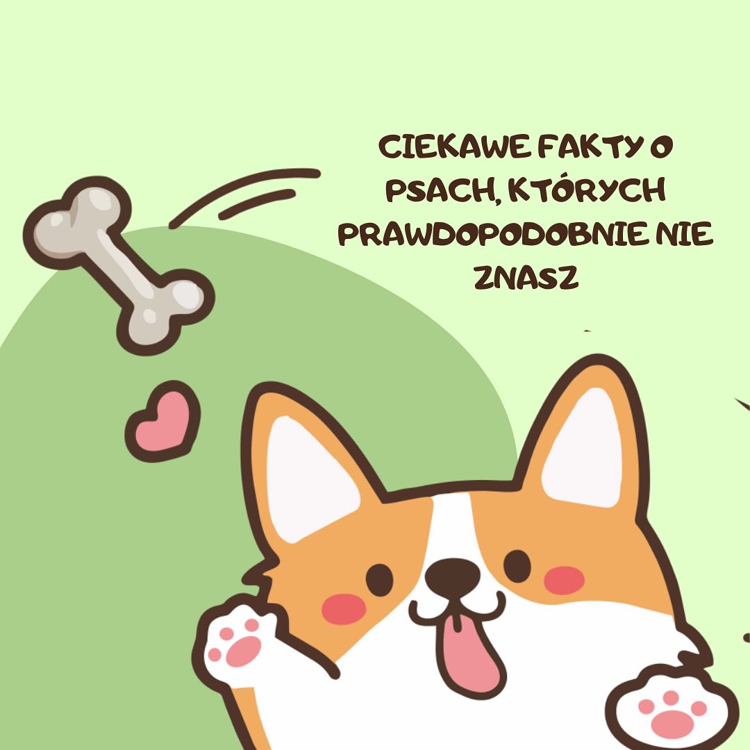 Interesujące ciekawostki o pieskach 🐕 🐶 #pies #psy #ciekawostka #ciekawostki #dog #dogs #adopcja #zwierzeta #zwierzetadomowe