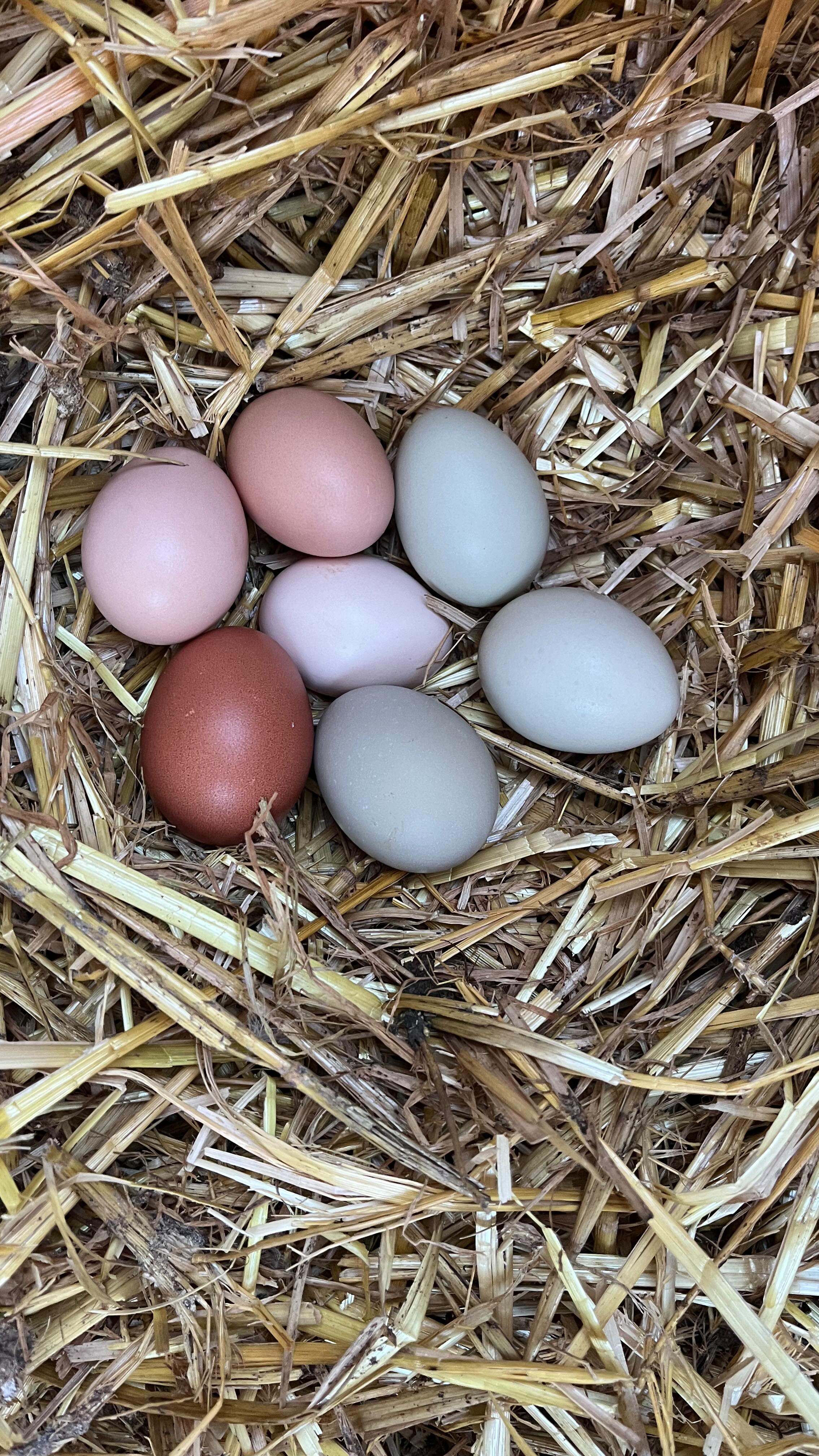 Wie jetzt Eier sind knapp???
Werdet ihr auch zugeballert mit diesen Nachrichten???
😂 also wir haben noch genug….
Leute falls ihr Panik bekommt, fragt mal eure Bauern in der Umgebung. Diesen Hühnern geht es so viel besser als in diesen ganzen riesigen Hallen und die haben sicher genug um welche abzugeben…
Wir haben auf jeden Fall noch jede Menge für euch…
Unseren bunten Mix müsst ihr nicht mal mehr färben 😏🤭
#eierknappheit #eierfärben #eier #ei #bunt #ostern #hühner #bio #permakultur #bauernhof #bauer #regional #farmlife #vielfalt #gesund #essen