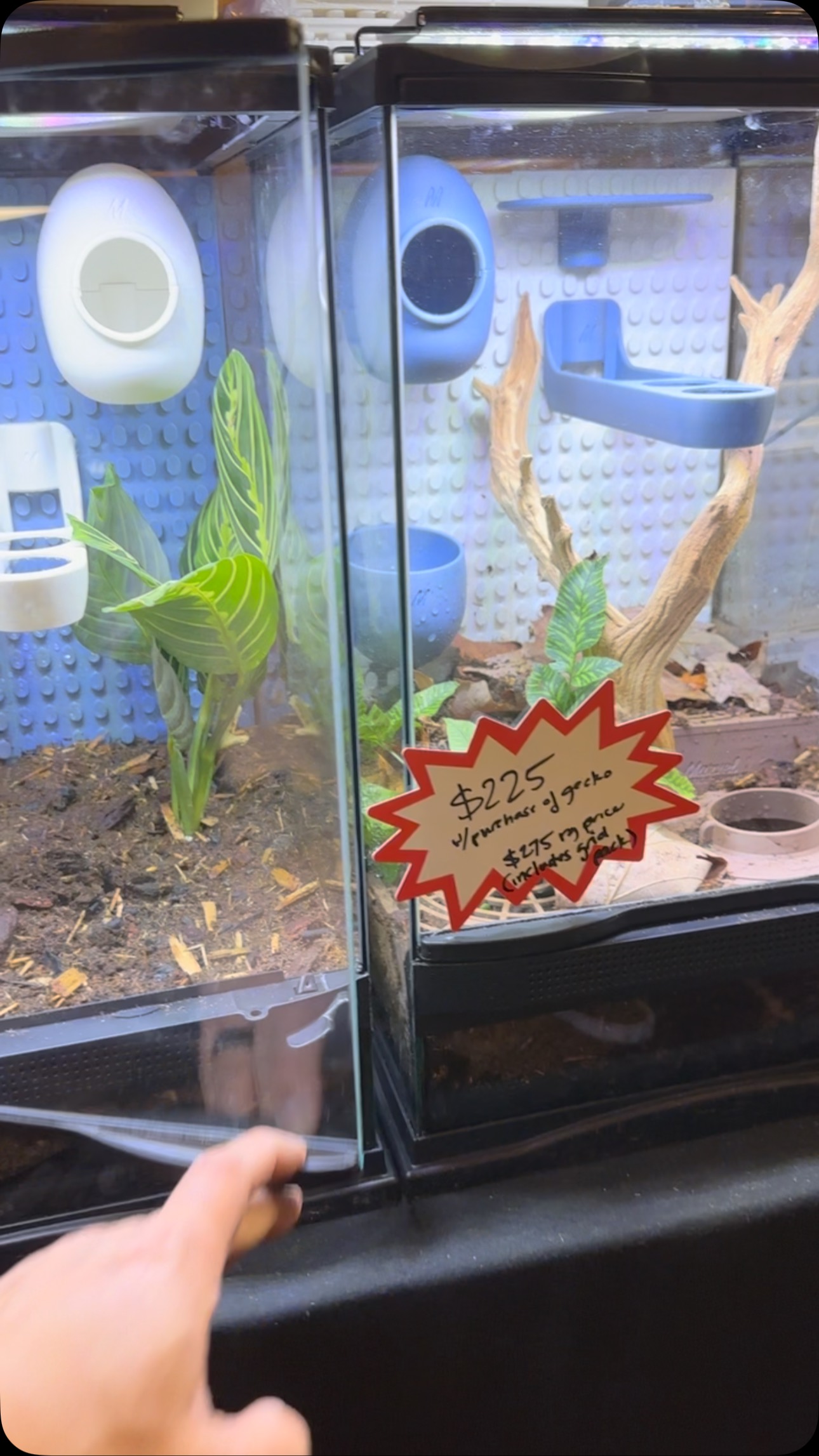 #marvelmorphs Ready for day 2 at #lasvegasreptileexpo. We have available setups with our new #terrariumtile setups, a new way to set your bioactive. #cresties #chewies #leachies #gargs and more too.