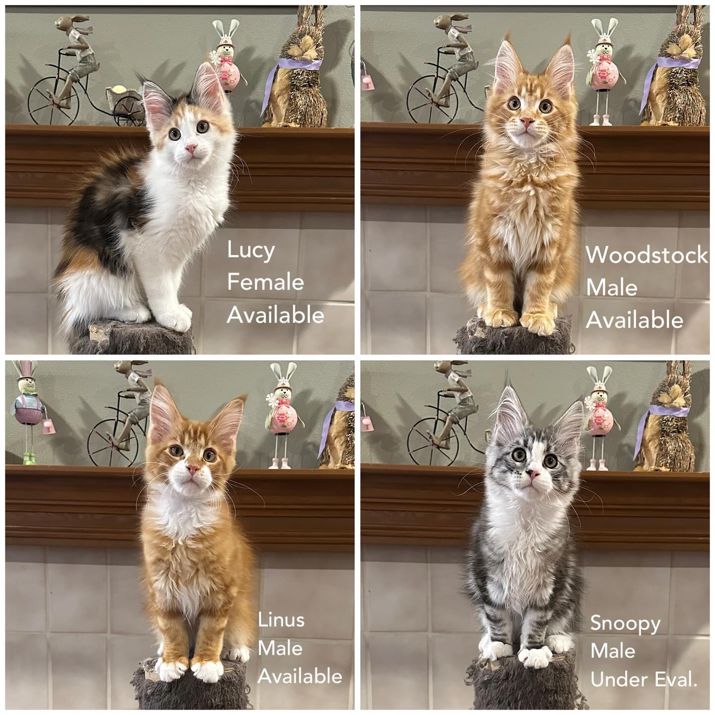 *** All kittens from this litter are in their new homes now***
Maine Coon kittens available. They are 14 weeks old, microchipped and have their first two FRCPV vaccines and vet visits. Parents are DNA tested, have had heart echos by a board certified veterinary cardiologist and have passed a hip evaluation. We are a TICA registered cattery. You can see parents our website, RW SGC Florence Coon Denver of Mtnview and Woodpile Lucky Penny of Mtnview. If interested, please fill out and return the kitten questionnaire found on the “contact” page www.mtnviewmcc.com