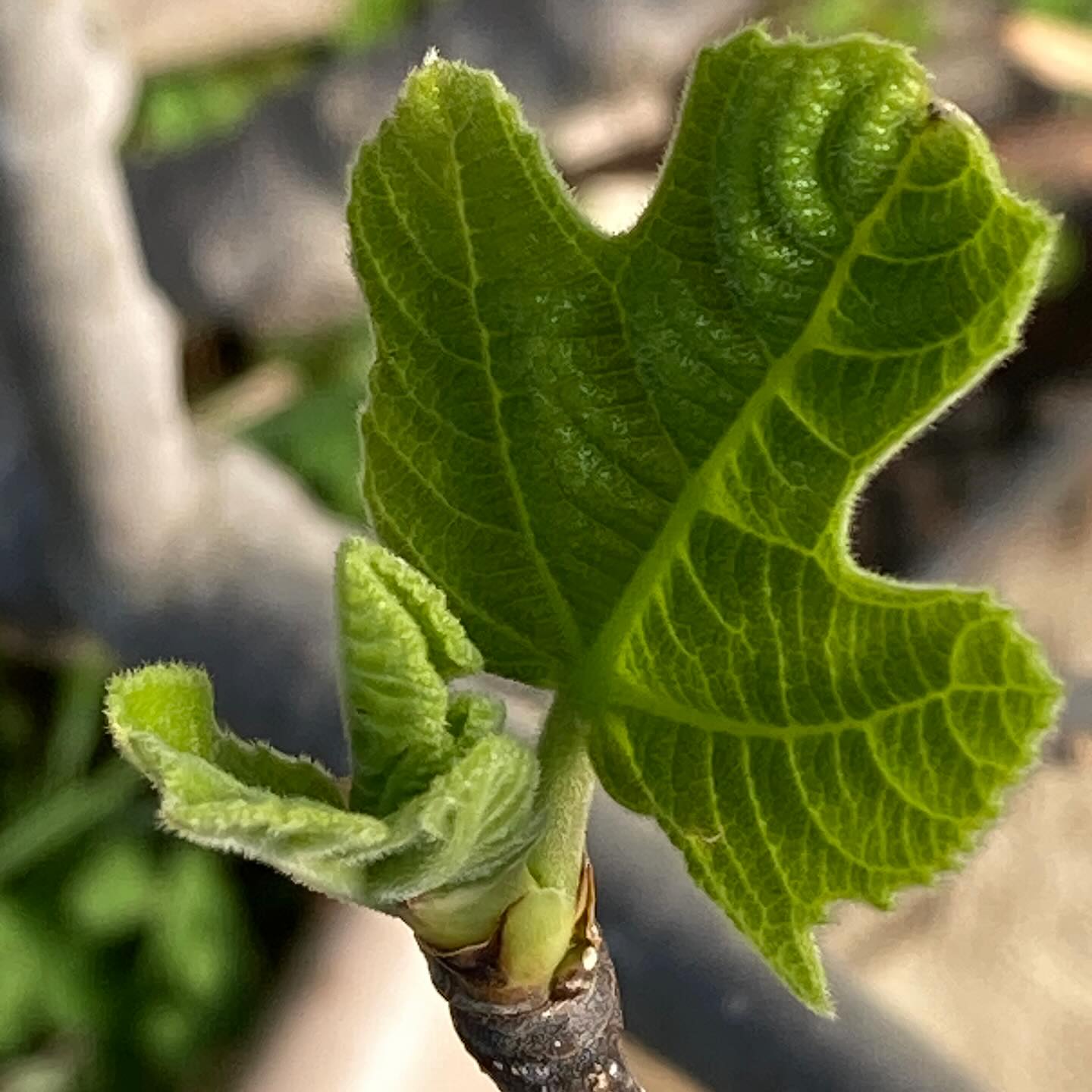 Baby fig leaves emerging give us hope that Spring is truly “right around the corner”!
#roundtreefarmgreenhouse #spring2025 #fig