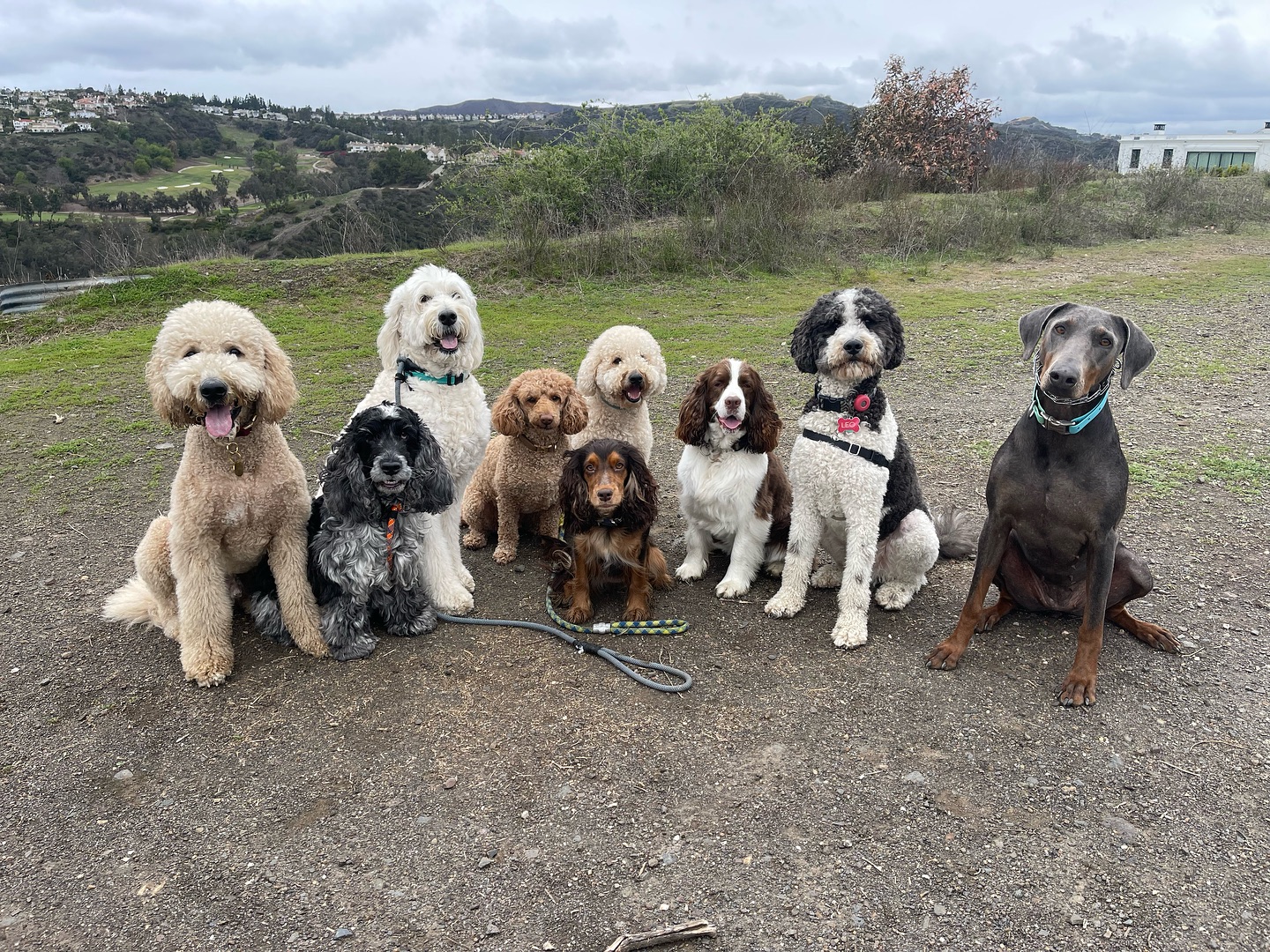 .
.
.
.
.
#packwalks #packwalk #dogwalker #dog #dogwalking #dogwalkerlife #dogwalkersofinstagram #dogwalkerslife #dogwalkers #dogs #doglover #hikingla #lahiking #hiking #dogsofinstagram