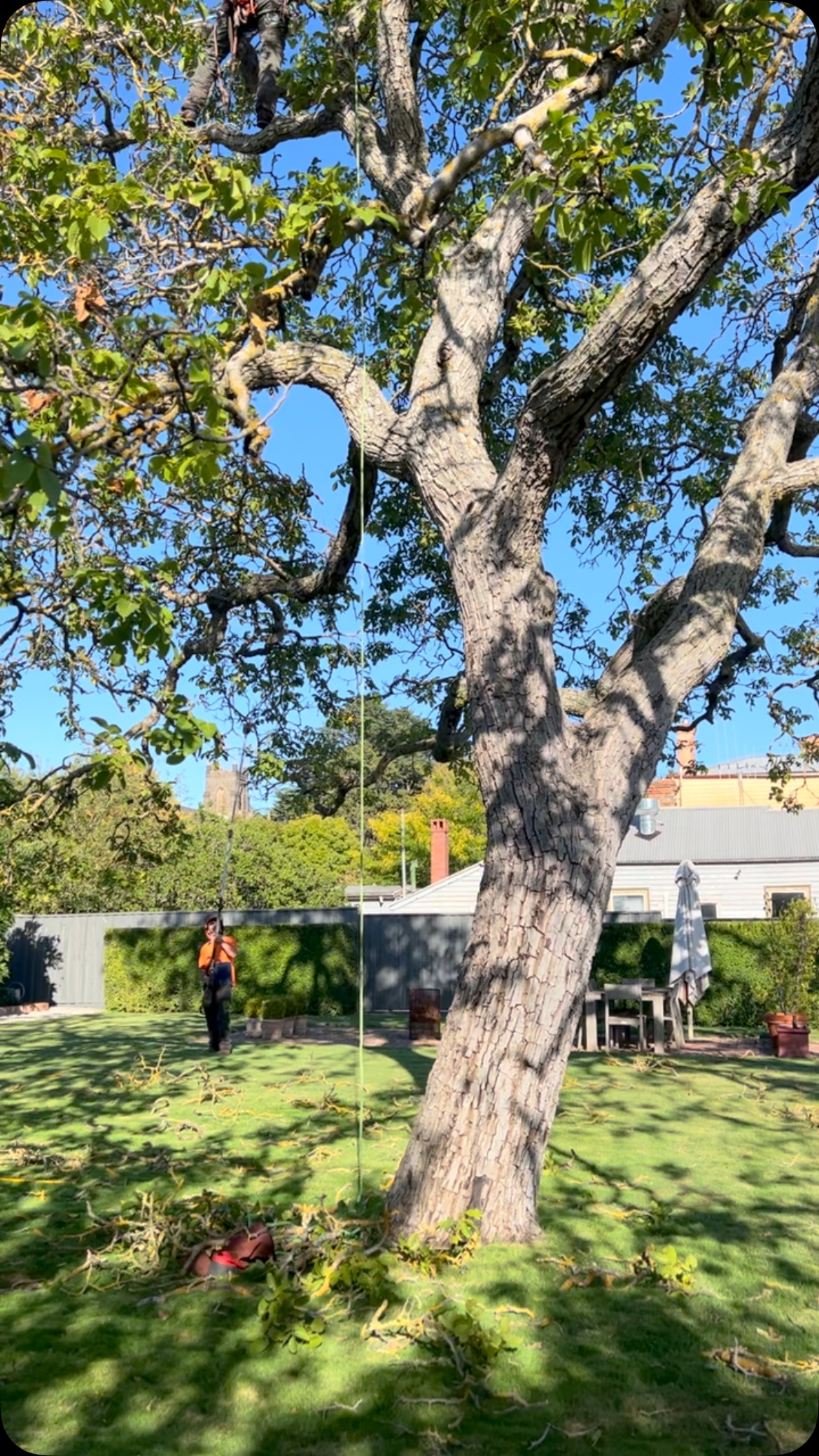 About every two years we get an arborist in to check on the Black Walnut tree that sits like a giant sculpture on the North Lawn. This year there was a lot of dead wood to be cut out and the tree seems to be struggling a little: our garden team at @ruralgardensaustralia plan to adjust our fertiliser regime in the expectation tree health will improve.
Thanks to Lee at Cut and Climb Tree Services (who also cut back the Bradford Pears in the Secret Garden).
Whilst the interiors of the Old Rectory are beautiful our garden remains a key attraction to our guests.
Booking enquiries via our website or @airbnb
@visitmacedonranges
@daylesfordmacedonranges
@piperstkyneton
@businesskyneton
The Old Rectory is listed by @nationaltrustvic
#kyneton
#visitkyneton
#walnuttree
#aborist
#latesummer
#treepruning