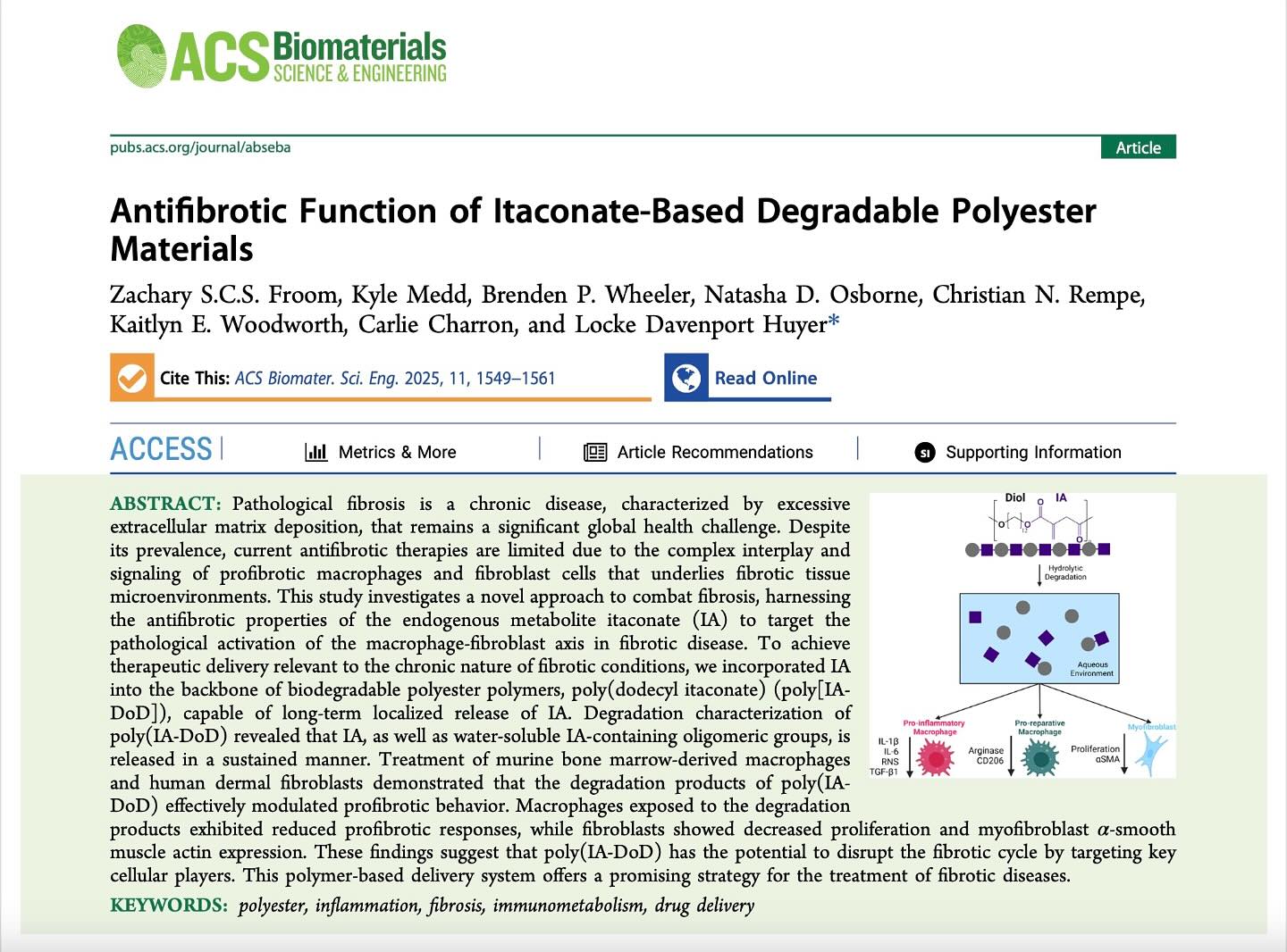 Excited to share our latest work published in ACS Biomaterials Science & Engineering: “Antifibrotic Function of Itaconate-Based Degradable Polyester Materials”
🔬 Fibrosis remains a major challenge in regenerative medicine, affecting millions worldwide with limited treatment options. Our team has developed an innovative biodegradable polyester material that delivers itaconate, a key endogenous immunomodulator, to disrupt the macrophage-fibroblast feedback loop in fibrosis.
🧬 Key Findings:
1. Sustained release of itaconate through polymer degradation
2. Regulation of profibrotic macrophage signaling to reduce inflammation
3. Suppression of fibroblast activation and myofibroblast differentiation
4. Potential for long-term antifibrotic therapy with localized, controlled drug release
This polymer-based delivery system offers a new approach to treating fibrotic diseases, with potential applications in wound healing, organ fibrosis, and biomaterial coatings.
Congrats to @zachary_froom and the entire team!
Read the full paper here: https://pubs.acs.org/doi/10.1021/acsbiomaterials.4c02444 🔗