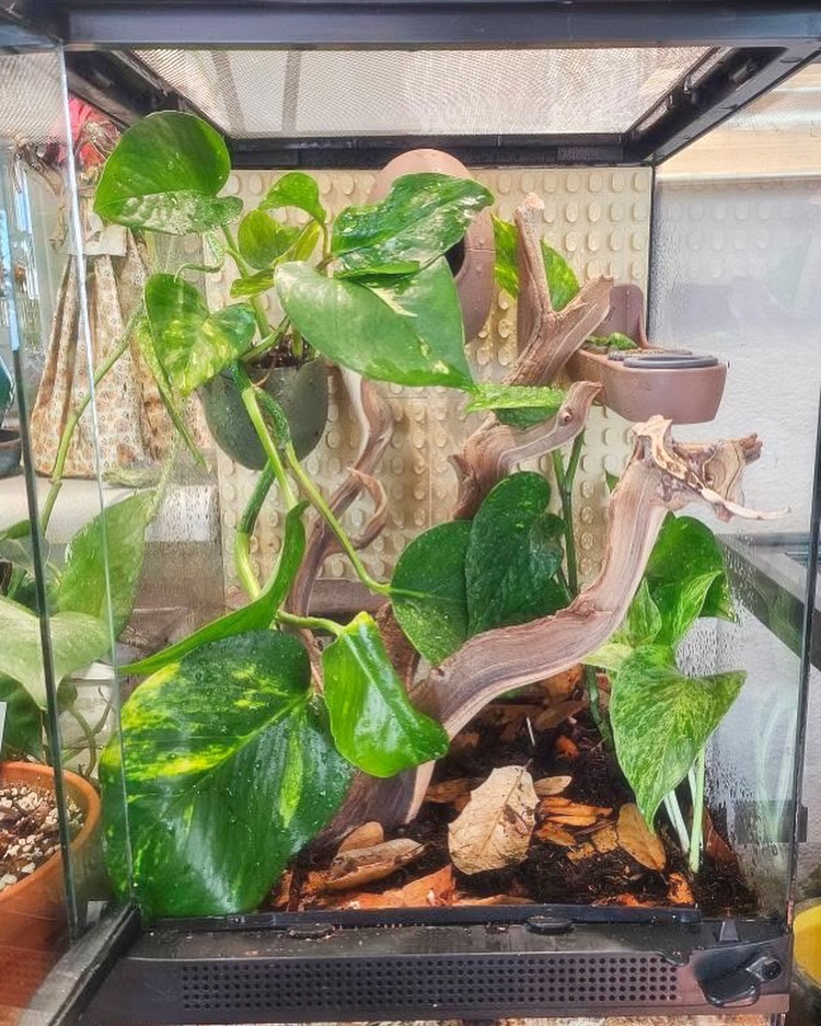 New setup by @pandamanda_plants with #terrariumtiles by #marvelreptilesupply. Your terrarium looks awesome! And the plants are beautiful! Way to go. These new background system and decorations will revolutionize terrarium setups. #bioactive #crestedgecko