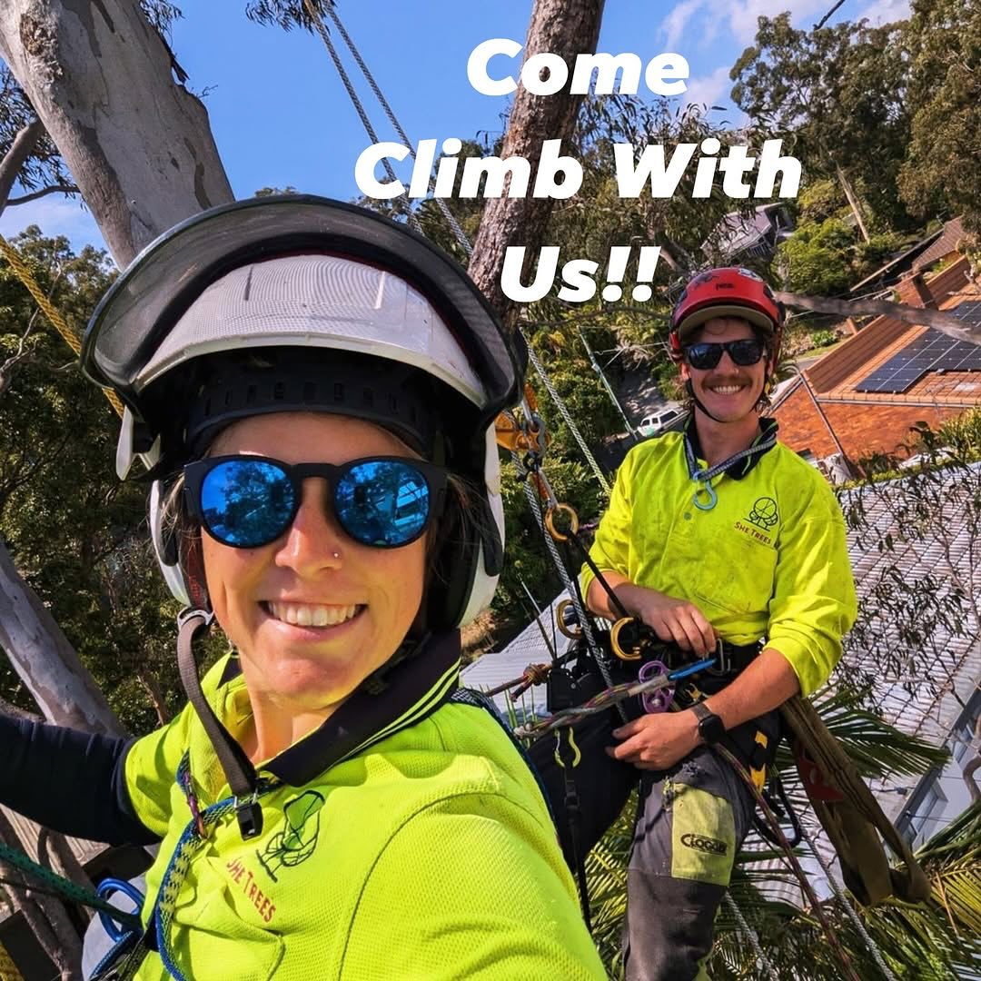 Weβre looking for a Cert 3 climbing arborist to join us at She Trees. Text us your details to: 0490 355 360 or email your work history and availability to admin@shetrees.com
And if you know someone, spread the word..... π£
#trees #arborist #treeworkers #arboriculture