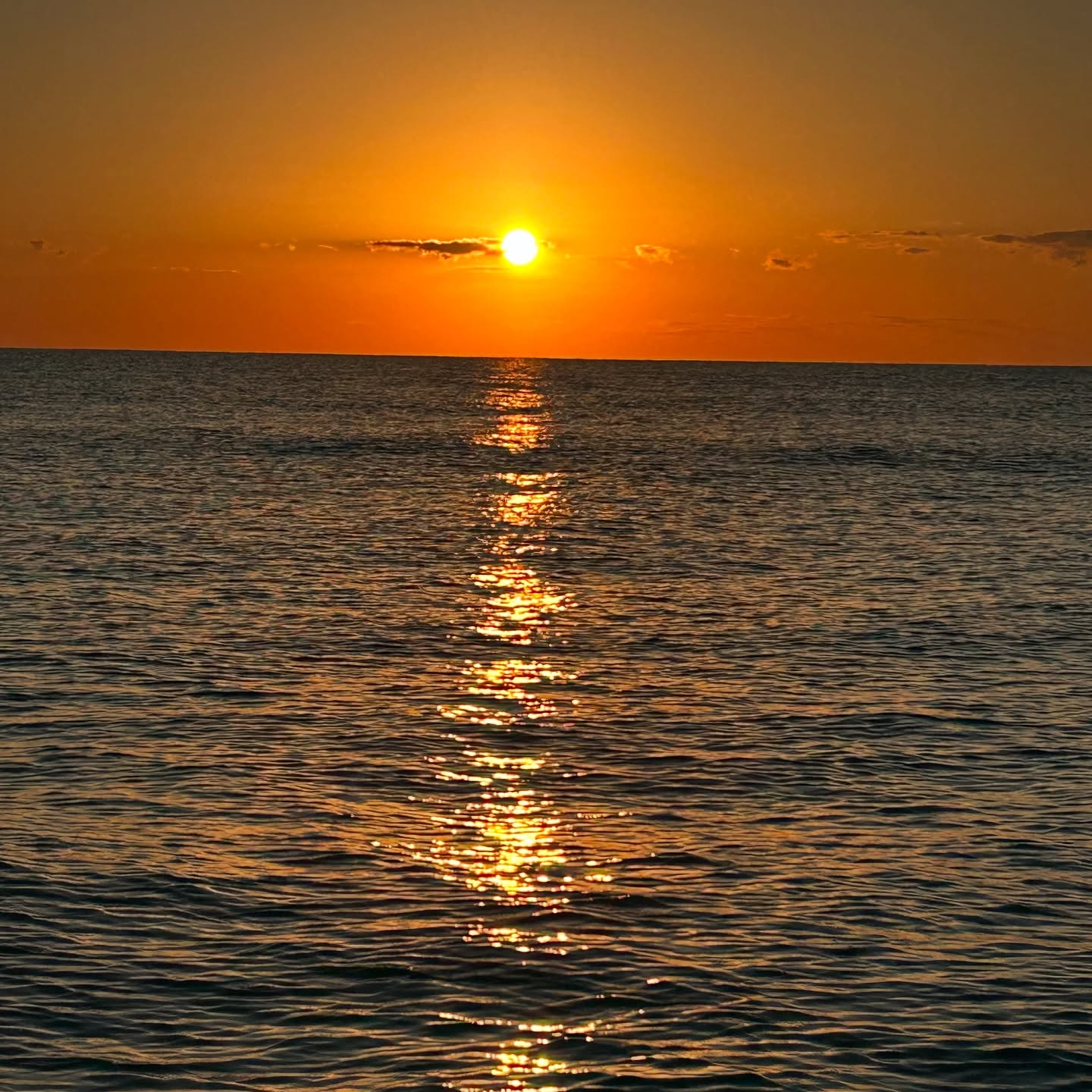Another great day #fishing. Enjoyed the #sunrise over the #ocean on our way out. Special thanks to @popsfishmarket for providing fantastic fresh bait! Allowed us to catch this female #blacktip #shark which is being tagged by @jorge_loli under the supervision of @sharkmigration. Over 95% of the #blacktips we catch are male, which makes this female a particularly interesting catch at this time of year. Looking forward to fishing again soon. Thanks as always to @colganfoundation for supporting our research. #marinebiology #fieldwork @dusky_boats @fauscience