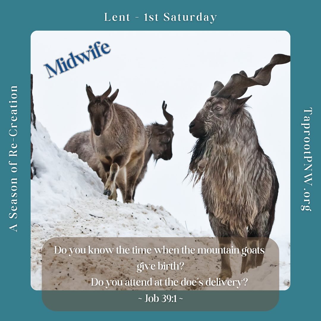 Continuing our conversation with the Divine, we hear these words alongside the bereaved Job:
âDo you know the time the mountain goats đ give birth? Do you attend to the doeâs delivery?â - Job 39:1
What might it look like to be an assistant to the Divine Midwife who renews creation day and night? How might we tend to the needs of our , eight and hundred legged friends who share this planet đ with us? May we humbly consider our call, as a whole human species, at this critical time in history.
#taprootpnw #sacredmystery #Lent2025 #midwife #calling
