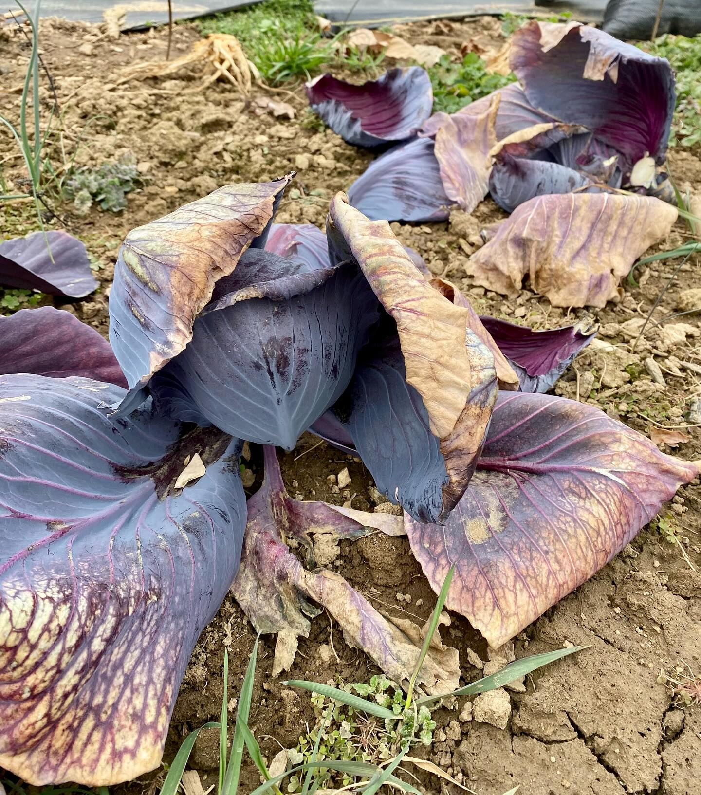 Capturing the magic of March in the garden as winter fades to spring ❄️ 🌱
.
.
.
#soil #localproduce #flowerbulbs #organicgardening