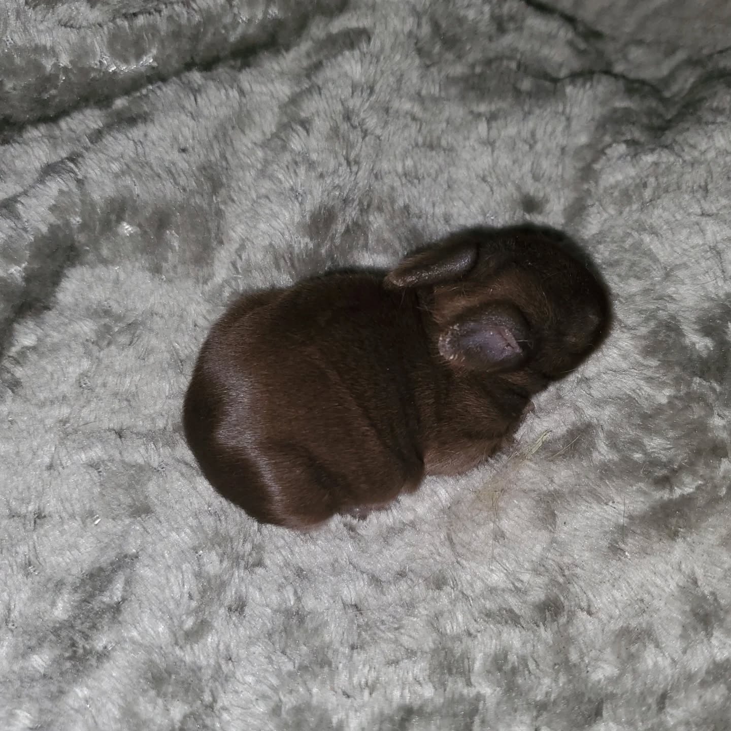 Bee's 1 week old baby.
www.mysticmoonlightfarm.com
#mysticmoonlightrabbits #mysticmoonlightfarm #rabbits #rabbitbreeder #polishrabbit #chocolaterabbit #babybunnies #farmlife #rabbitlitter #rabbitkits #rabbitlover #bunnylife #bunniesofinstagram #rabbitsofinstagram #bunnylovers