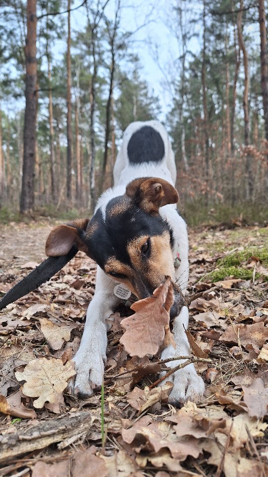 Hej❣️ Z tej strony Samba💃
Sunia niedawno zamieszkała w Schronisku dla Bezdomnych Zwierząt w Józefowie pod Warszawą. Ma prawdopodobnie niecały rok, podobna do charta. Jest bardzo energiczna, uwielbia kontakt z ludźmi i z pasją gryzie patyki 😁 Nie pozwólmy, aby spędziła swoje życie za kratami 💔 Czy znajdzie kogoś, kto ją pokocha? ❤️🩹
#adoptdontshop #adoptujpsa #niekupujadoptuj #pieszeschroniska #zwolnienizteorii #adoptujpsa #piesdoadopcji #kundelek