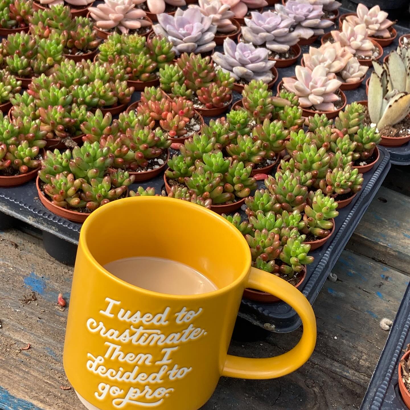 I frequently lose my coffee cup while working in the greenhouse. I set it down then wander away distracted by something that needs tending. Snapping a quick “coffee last seen” pic has saved me countless hours (ok maybe that’s a slight exaggeration but you get the idea).
Who else loses their coffee on the daily?
Shout out to my DIL @juliann.griffin for the great mug
#roundtreefarmgreenhouse #coffeeproblems #coffee #greenhouse #greenhouselife #coffeemugs #coffeemugsofinstagram