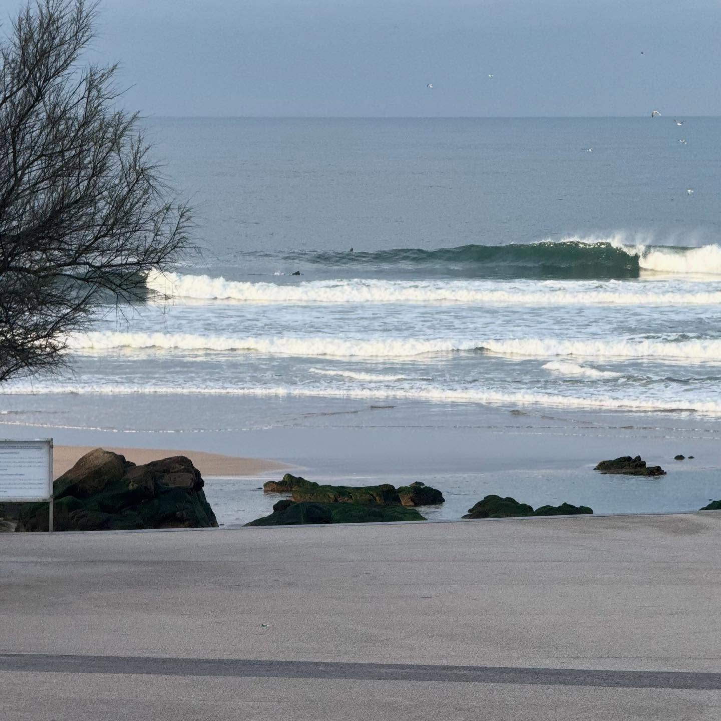 Rocking up for the Rights! Not something this loose affiliation of goofy-footers gravitates to naturally, but on this particularly morning we had Club(e) quorum, the tide window was open at first light, and Castelo rights were opening up too. Ideal conditions for testing the backside traction of multi fin setups: 2+1, Bonzer, trifin and Twinzer arrays giving good grip on the JH Panacea 6’8, the Campbell Bros B3 8’11 and a pair of Mandalas in 6’8 Oracle and 7’2 Stubbie. Smiles all ‘round, feeling swell!
#surfclub #surfboardclub #surfingwithfriends #surfporto #surfportugal #surfeurope #surfboard #twinzer #twinzernation #twinzers #bonzer #bonzer3 #glidersurfboards #campbellbrothers #joshhallsurfboards #mandalacustomshapes #surfboardfins #oportolovers #surfboardfins #bamboofin #wave #waves #surf #surfcoffee #surfandcoffee #surfporto #surfportugal #finjaktoolfree #finjak #dawnpatrol