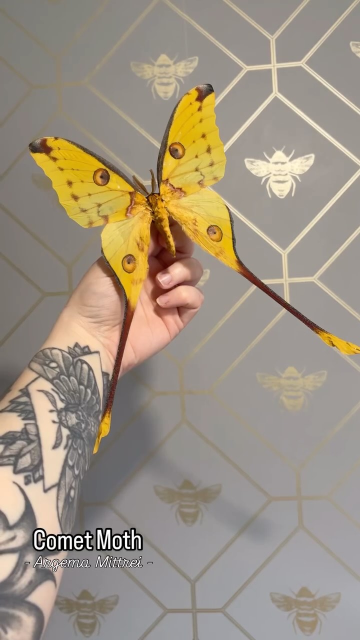 The beauty and size of these moths is just crazy!! Limited number of male Comet Moths (Argema Mittrei) are on the website now 💛🧡
#vulturecultureart #entomologyart #smallbusiness #vultureculture #naturalhistory #framedart #bugs #taxidermyart #taxidermy #nature #homedecor #natureart #butterflyframe #insect #framedbutterfly #insects #deadthings #entomology #entomologyforsale #taxidermyforsale #moth