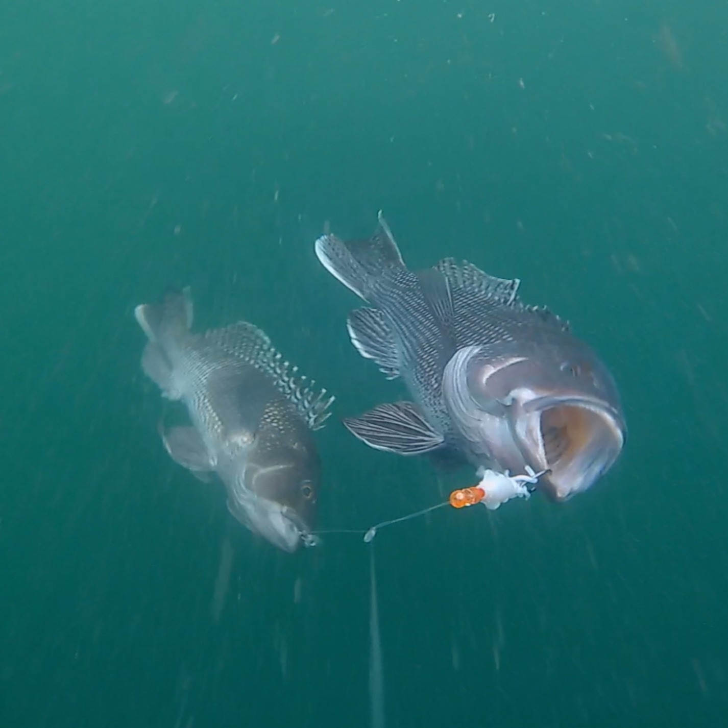 During the RISSA show, many visitors were interested in the black sea bass jigging rig offered by the shop. It's one of my favorite rigs to fish and a product that really speaks to the core of the brand. It's fishable out of the bag; nothing to do other than tie it to your line and add bait if you want to.
Ryan Collins of MyFishingCapeCod caught some footage of the rig in action for his site.
Below is a You Tube video I did at the bench describing some of its features.
Thanks for checking it out.
https://youtu.be/O0Mh068AlKw?si=6YYszpweZbY19gZq