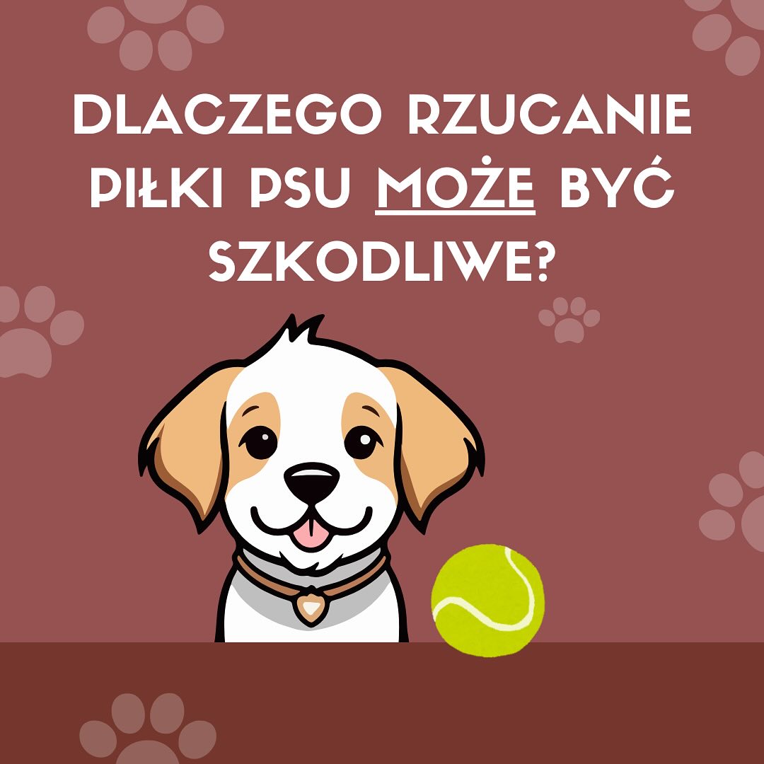 Czy rzucanie piłki psu może być szkodliwe?🥎🐶#dog #tennisball #dogs #pies #fun #zabawa #psy #play