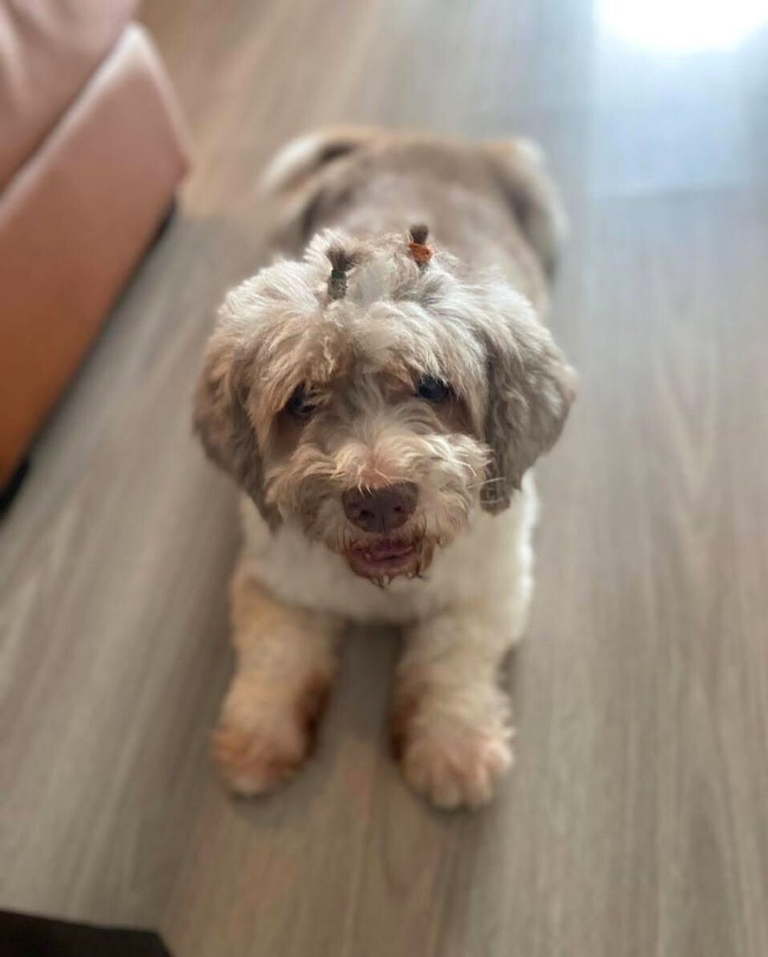 Each keepsake we produce carries the love and memories of your cherished ones, and knowing that we’ve been able to help in any small way inspires us to keep going.
Thank you for trusting us and sharing your experiences from the heart.
Thank you Jasmine for entrusting us with your keepsakes and for your heartfelt review ❤️ Clients like you fuels us to continue this business in hopes of helping others ❤️
🎐
Crafted with care and personalized just for you, these keepsakes honor their memory in a way that reflects the life they lived and the joy they brought to yours.
Keepsakes made with Italian Glass & Jewellery Resin.
Cremation Ashes | Breast Milk | IVF Straws | Umbilical Cords | Fur | Hair | Soil | Flowers | Blood & So Much More 🪴
©️ Copyright My Memory Beads. All Rights Reserved.
#MemorialKeepsakesMalaysia #petashesjewellerymy #petashesjewelrymalaysia #memorialkeepsakesMY #keepsakesmy #petashesjewelrysingapore #宠物纪念品 #宠物毛发珠子品手工 定制 #宠物纪念品 #宠物饰品
#宠物礼物 #petashespendantsg #宠物毛发马来西亚#petashespendantmalaysia #宠物纪念系列马来西亚
#KeepsakesMalaysia #MemorialKeepsakesSingapore #memorialkeepsakesSG #keepsakessg
#宠物纪念首饰马来西亚 #Keepsakessingapore #petfurjewellerymalaysia #petfurjewelrysingapore #cremationjewellerymalaysia #cremationjewelrysingapore #petexpomalaysia #petexpomalaysia2025 #petexposingapore #singaporepetfestival2025 #宠物毛发珠宝马来西亚#rememberinglovedonesmalaysia