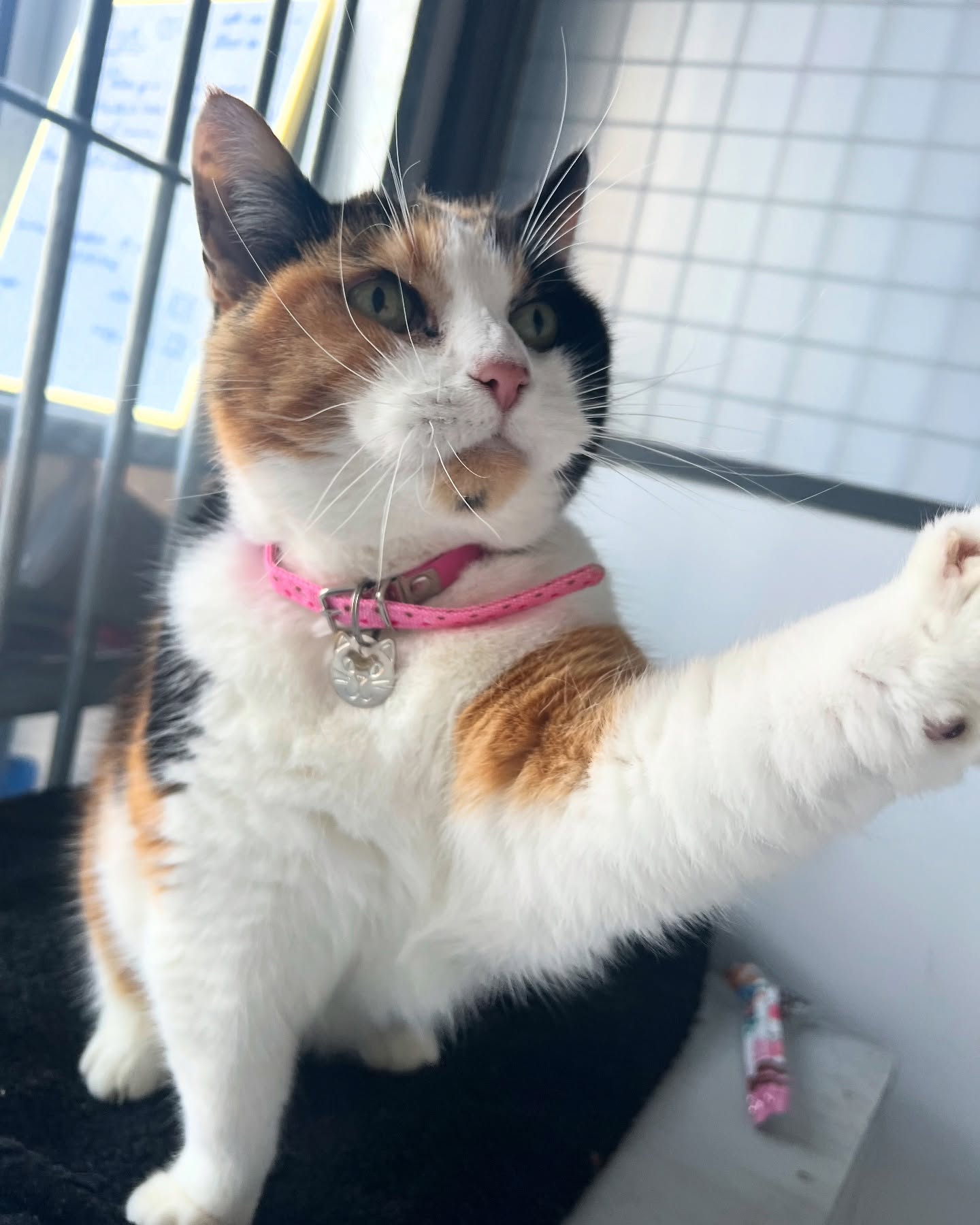 Pixieβs owners have taught her to sit on command for treats π if dogs can do itβ¦. π½
#cat #pixie #treattime #luxurycattery #gatwick #horley #catterycat
