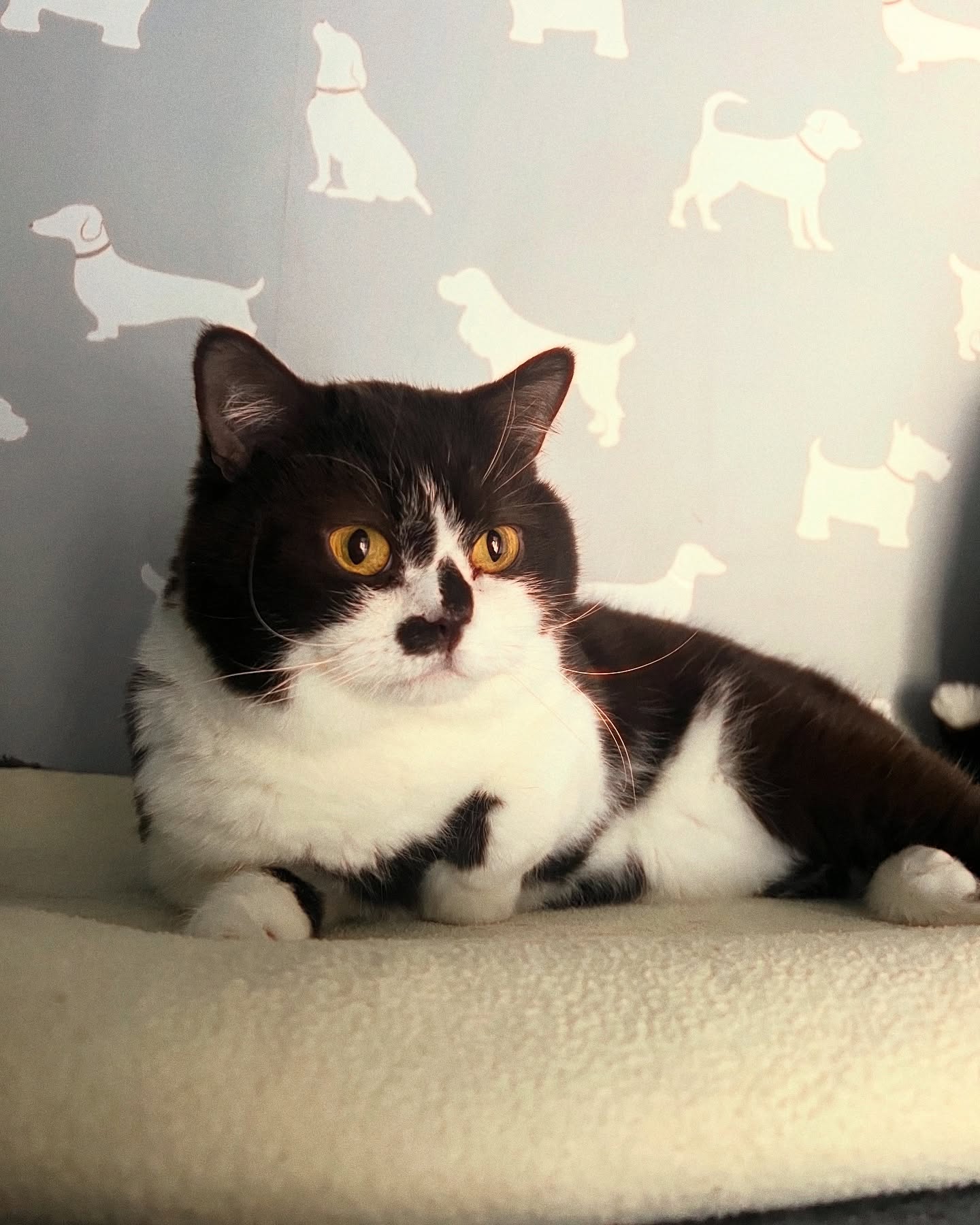 So nice to have Saka back the 2nd time and he is way more confident & content π€
#luxurycattery #cattery #britishshorthair #cutecats