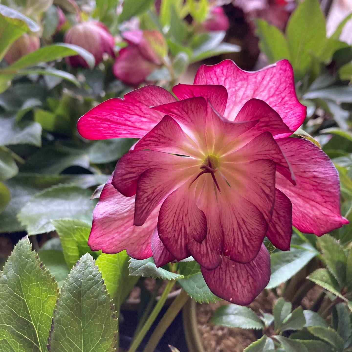 Eric brought in a few perennial treasures to get our Spring season started! Limited quantity available of this swoon worthy Hellebore.
We’re open till 5 today and resume regular business hours. Sun 12-5 Mon-Fri 10-6 Sat 9-5
#roundtreefarmgreenhouse #spring2025
