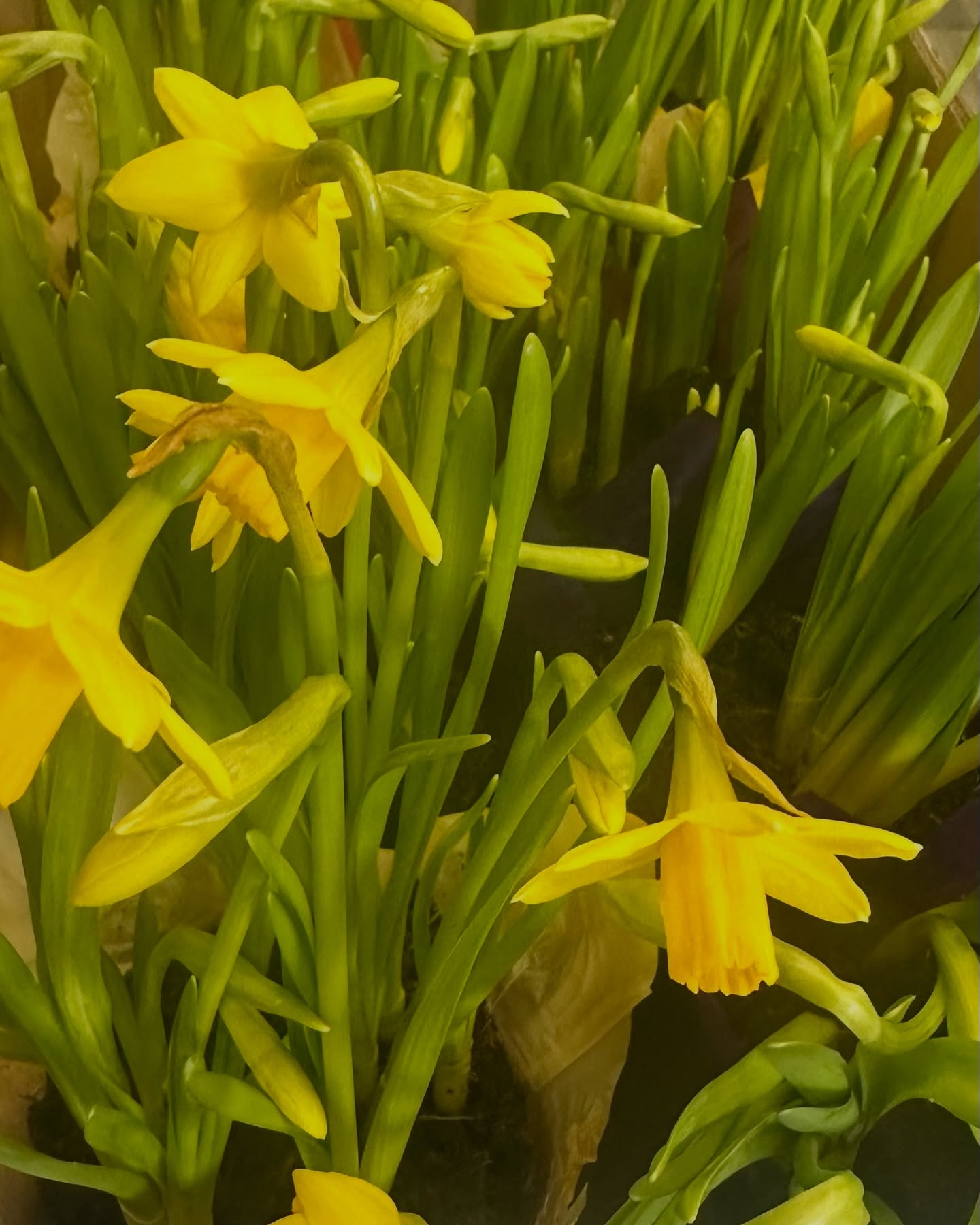 Daffodils, Tulips, and Potted daffodils are at Custom Cut & Style. Stop in anytime to purchase. Support the American Cancer Society! #americancancersociety #americancancersocietydaffodildays