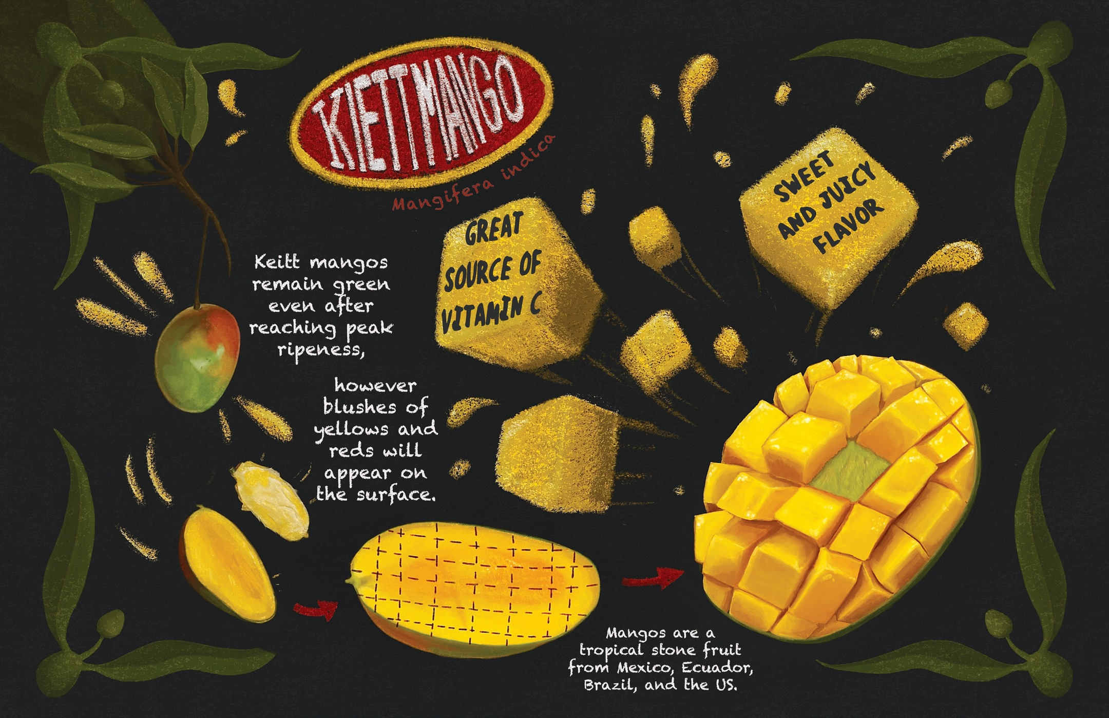 would you eat this mango?
I finished my latest project for my botanical illustration class- we were tasked to create a grocery advertisement for any fruit or vegetable of our choice- I choose the Kiett mango!