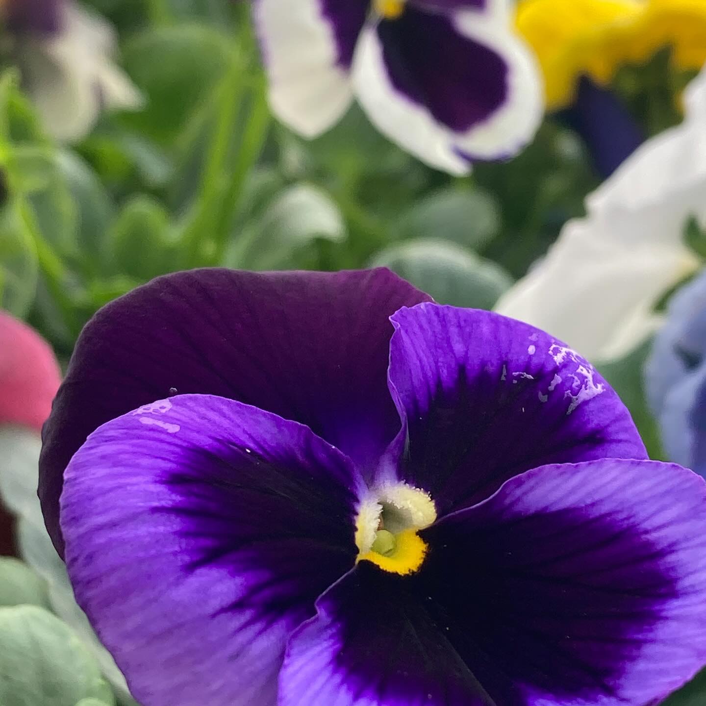 Welcome Spring! We’re so glad you’re here!
#roundtreefarmgreenhouse #pansies #spring2025 #grow #garden #flowers #flowersmakemehappy #greenhouse
