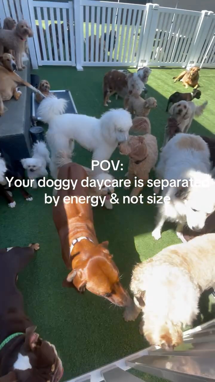 We love both sides!🥰
#dog #dogs #dogsofinstagram #dogstagram #doglover #doglife #doggo #doglovers #instadog #dogofinstagram #dogoftheday #dogsofinsta #doggy #dogslife #cutedogs #doglove #puppies #dogphotography #petstagram #petsofinstagram