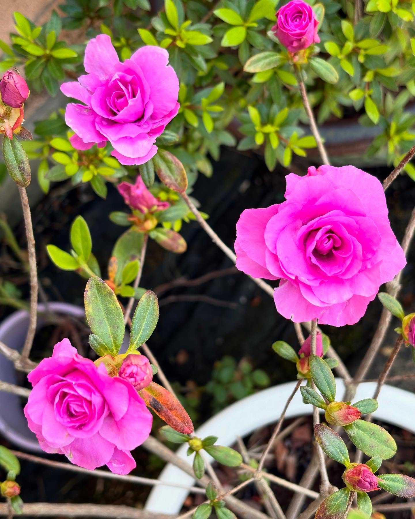 The winter freeze took the leaves but not the BLOOM!!! Blossom through it! 🌸
#bloom #spring