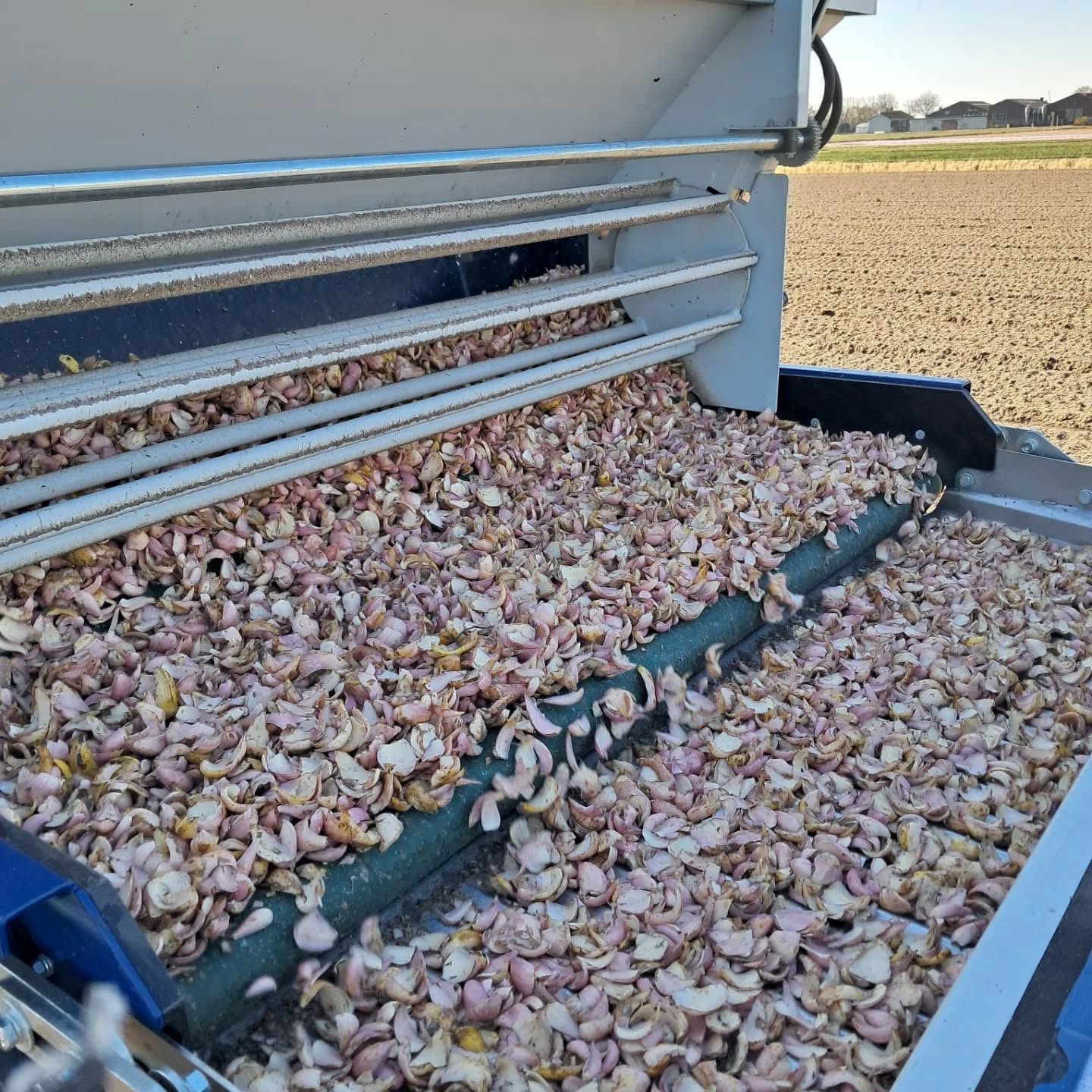 Geweldig weer om schubben te planten